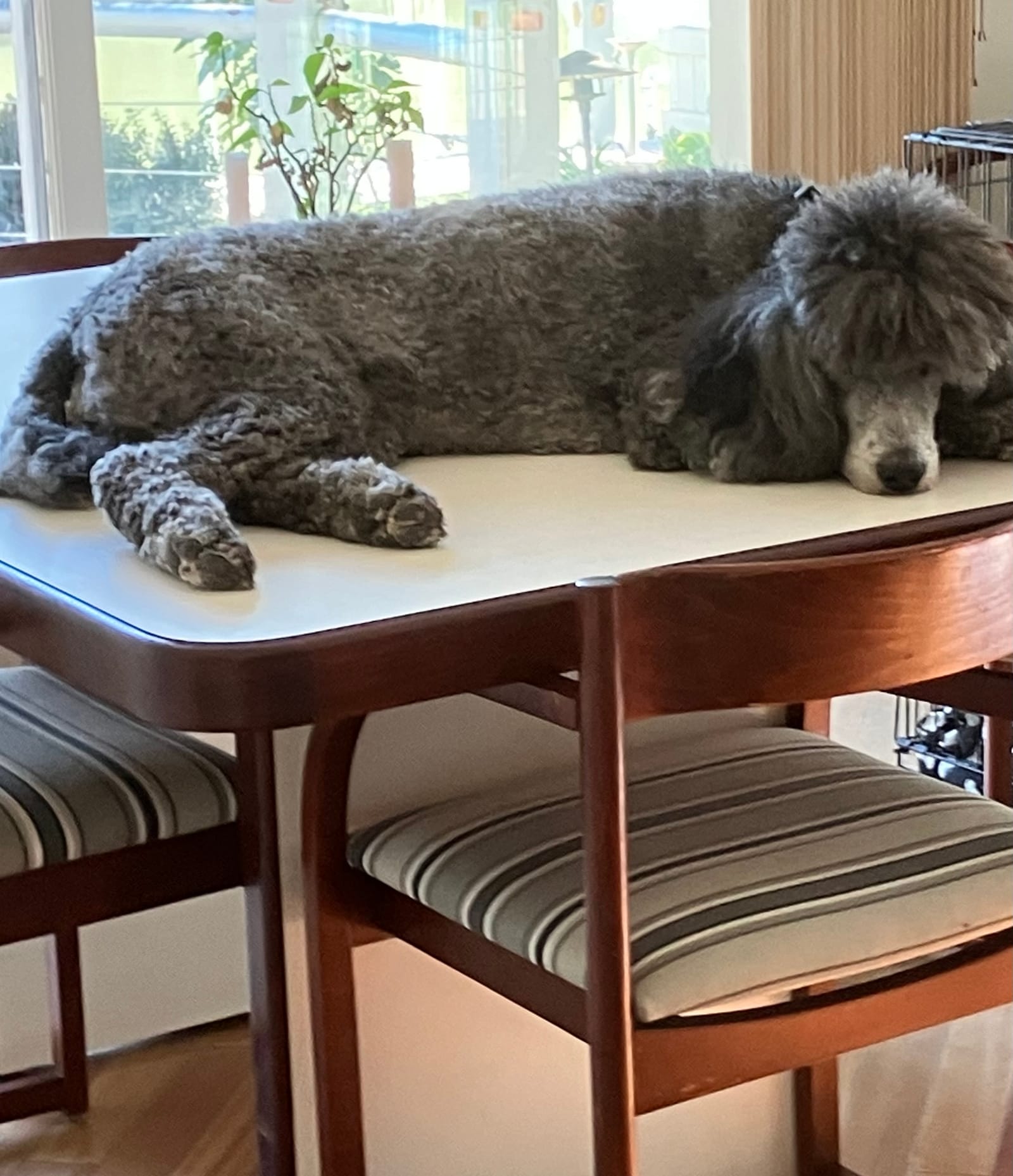 Petspiration Spotlight: Cosette
