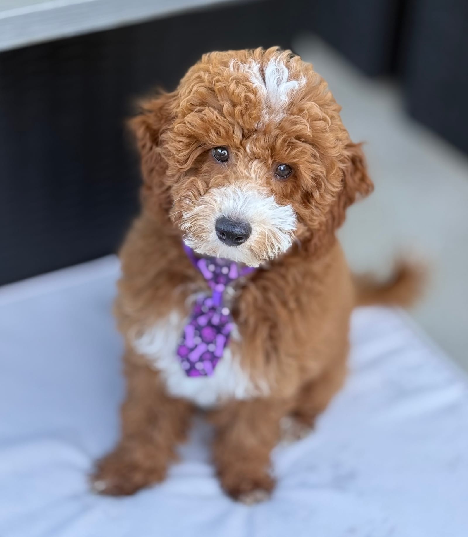 Petspiration Spotlight: Cosmo