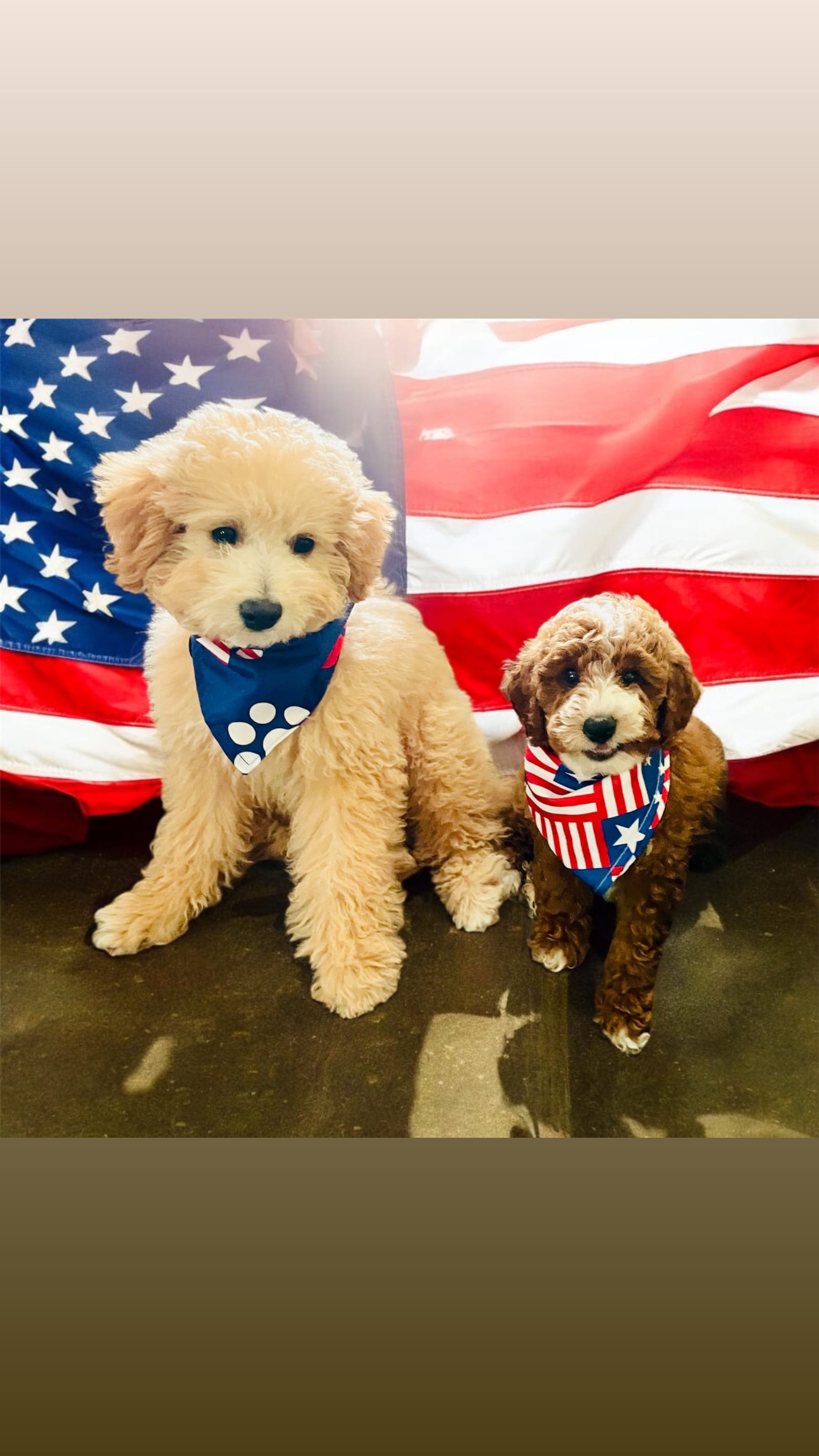 Petspiration Spotlight: Cosmo & Benji