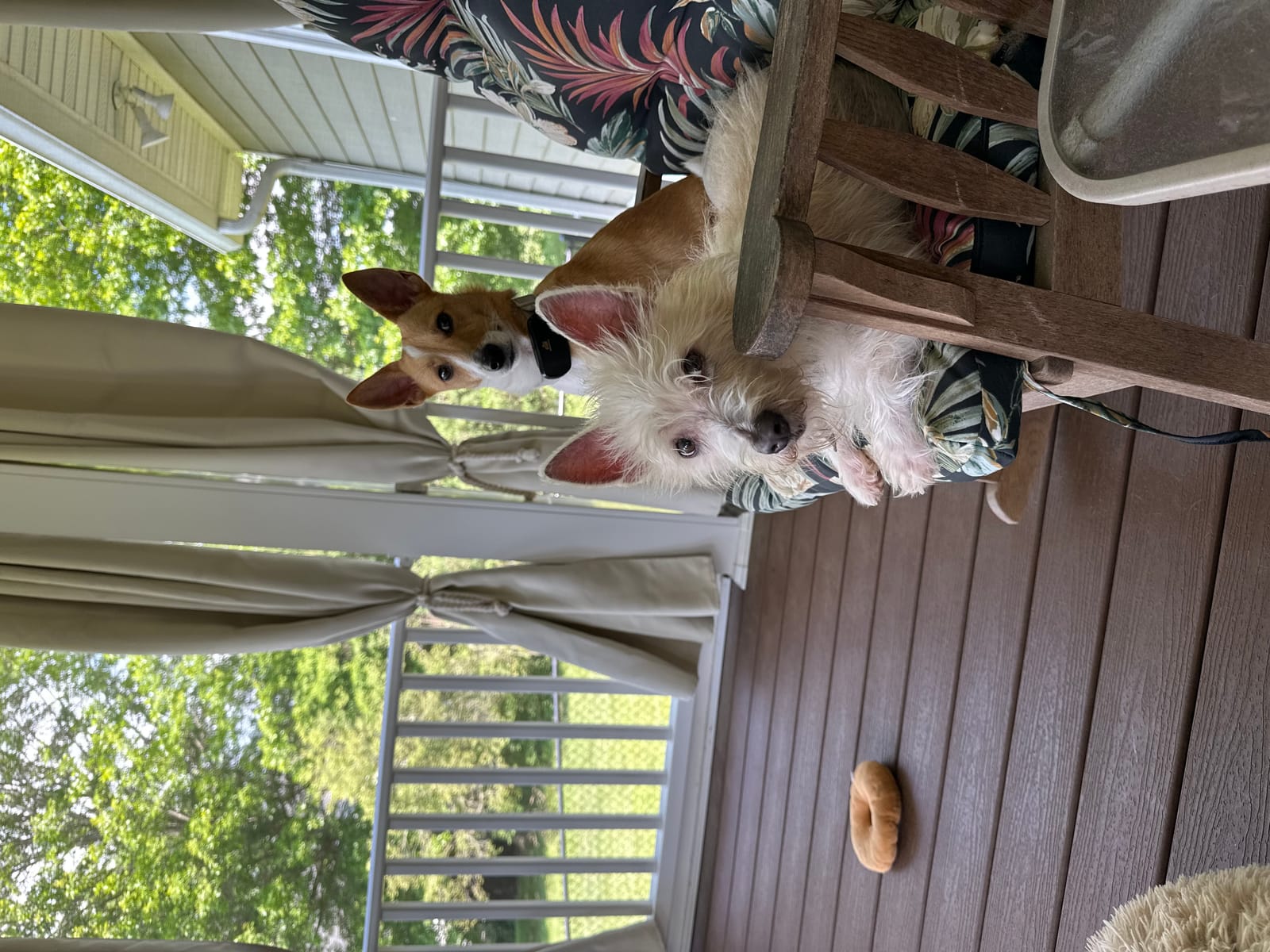 Petspiration Spotlight: Crackers and Breezy