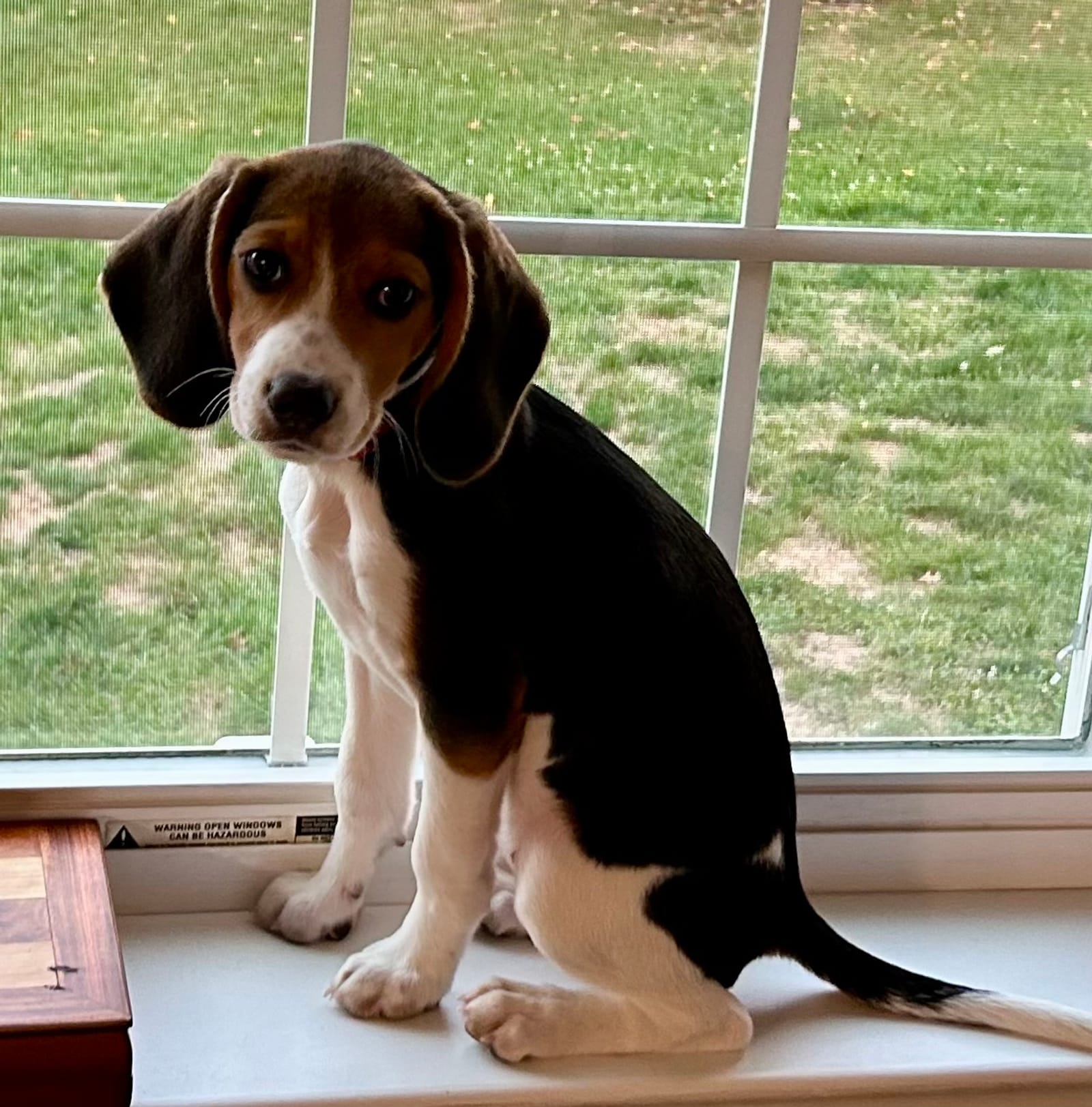 Petspiration Spotlight: Cricket