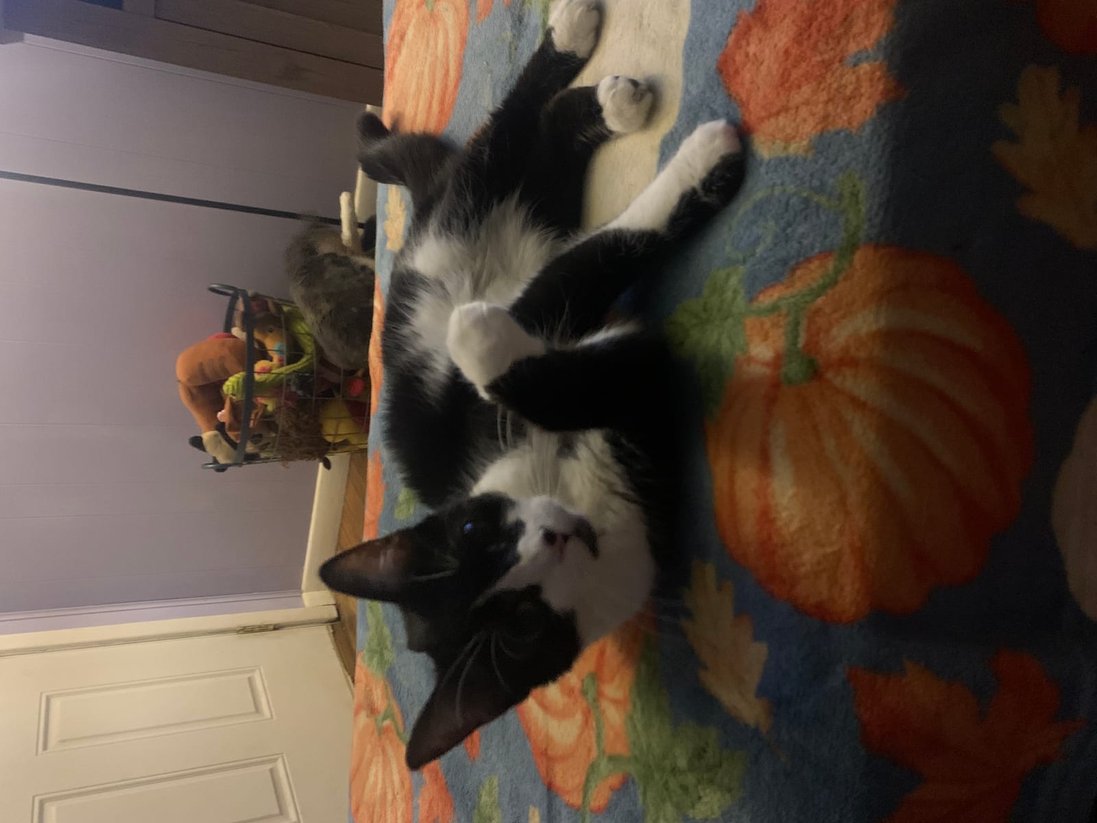 Petspiration Spotlight: Crystal