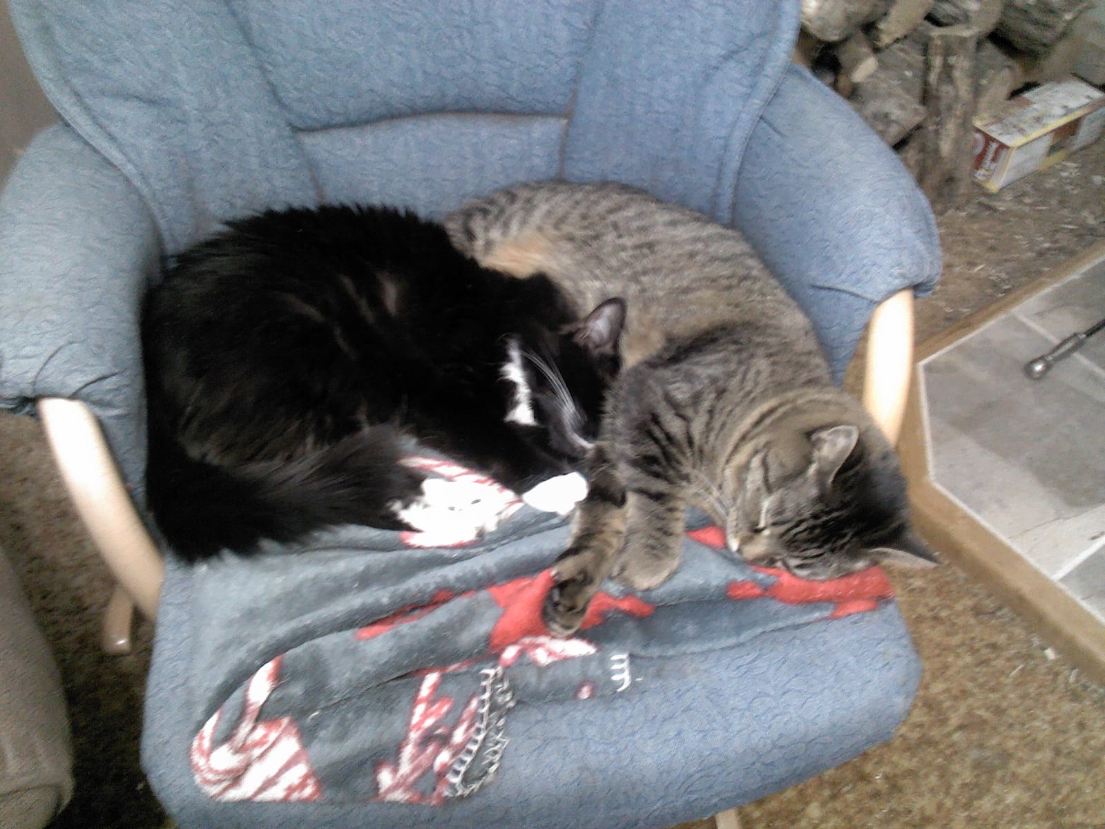 Petspiration Spotlight: Cuddle & Angel
