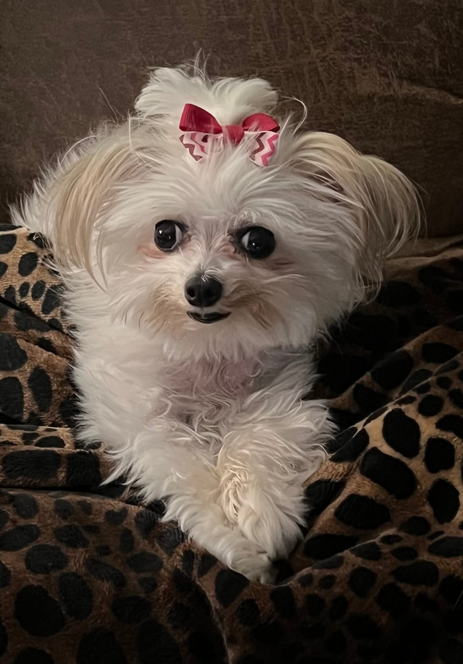 Petspiration Spotlight: Cuddles