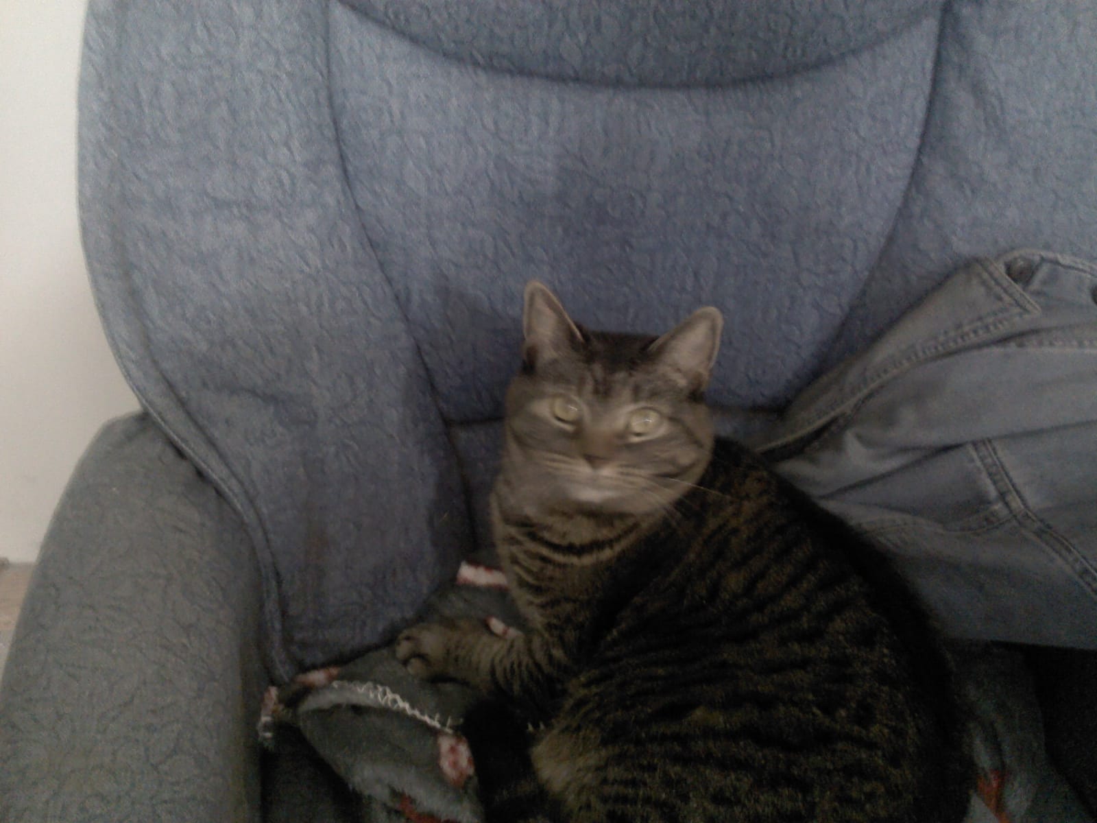 Petspiration Spotlight: Cuddles