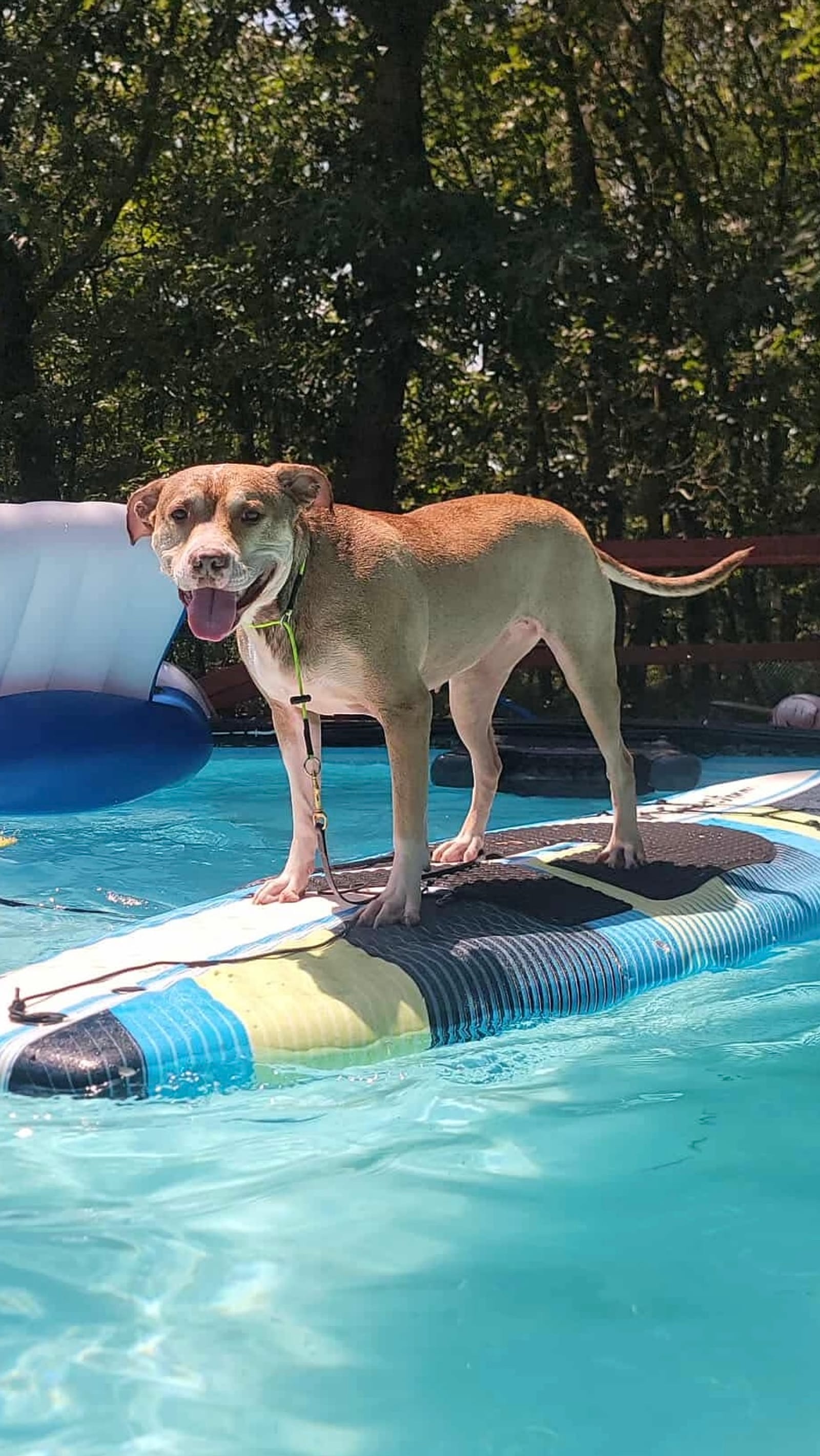 Petspiration Spotlight: Xena