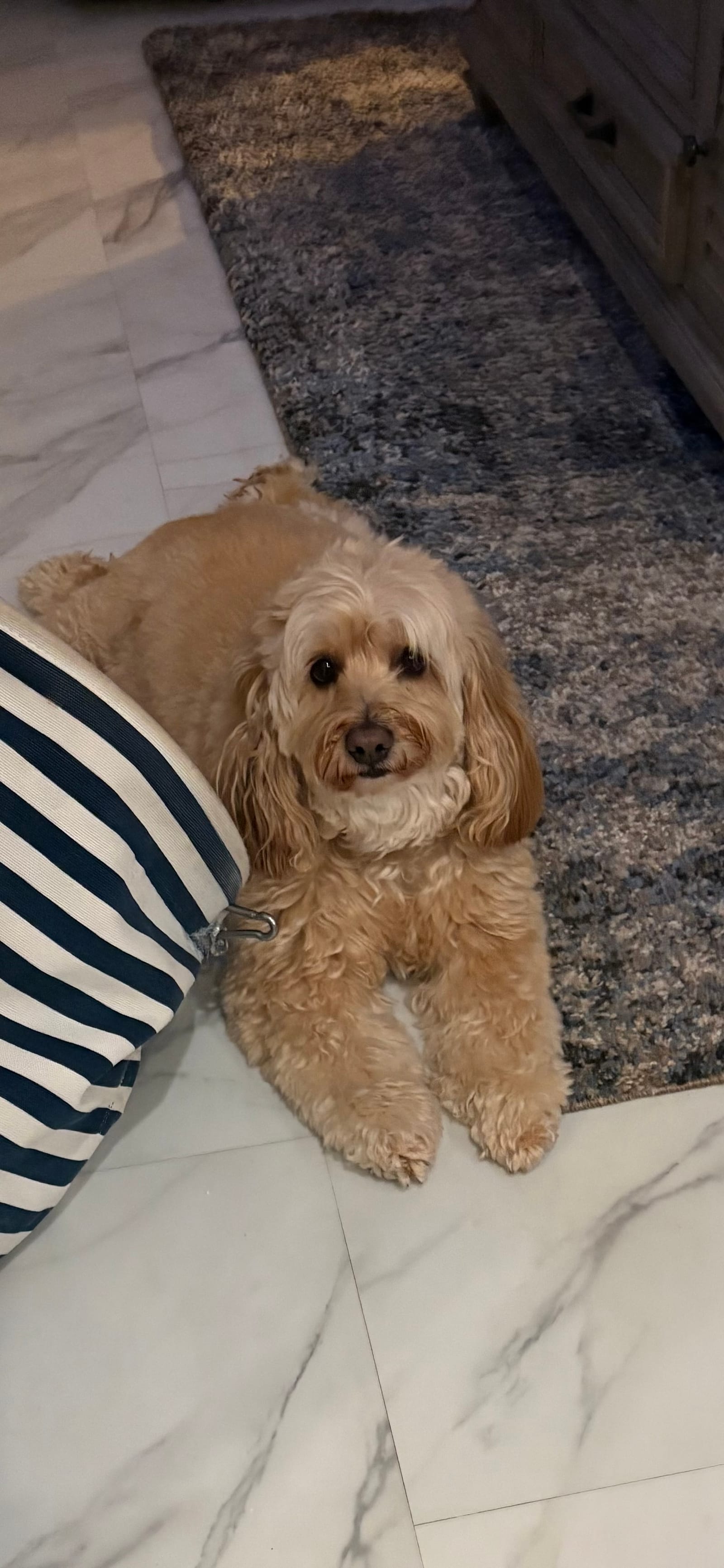 Petspiration Spotlight: Coby