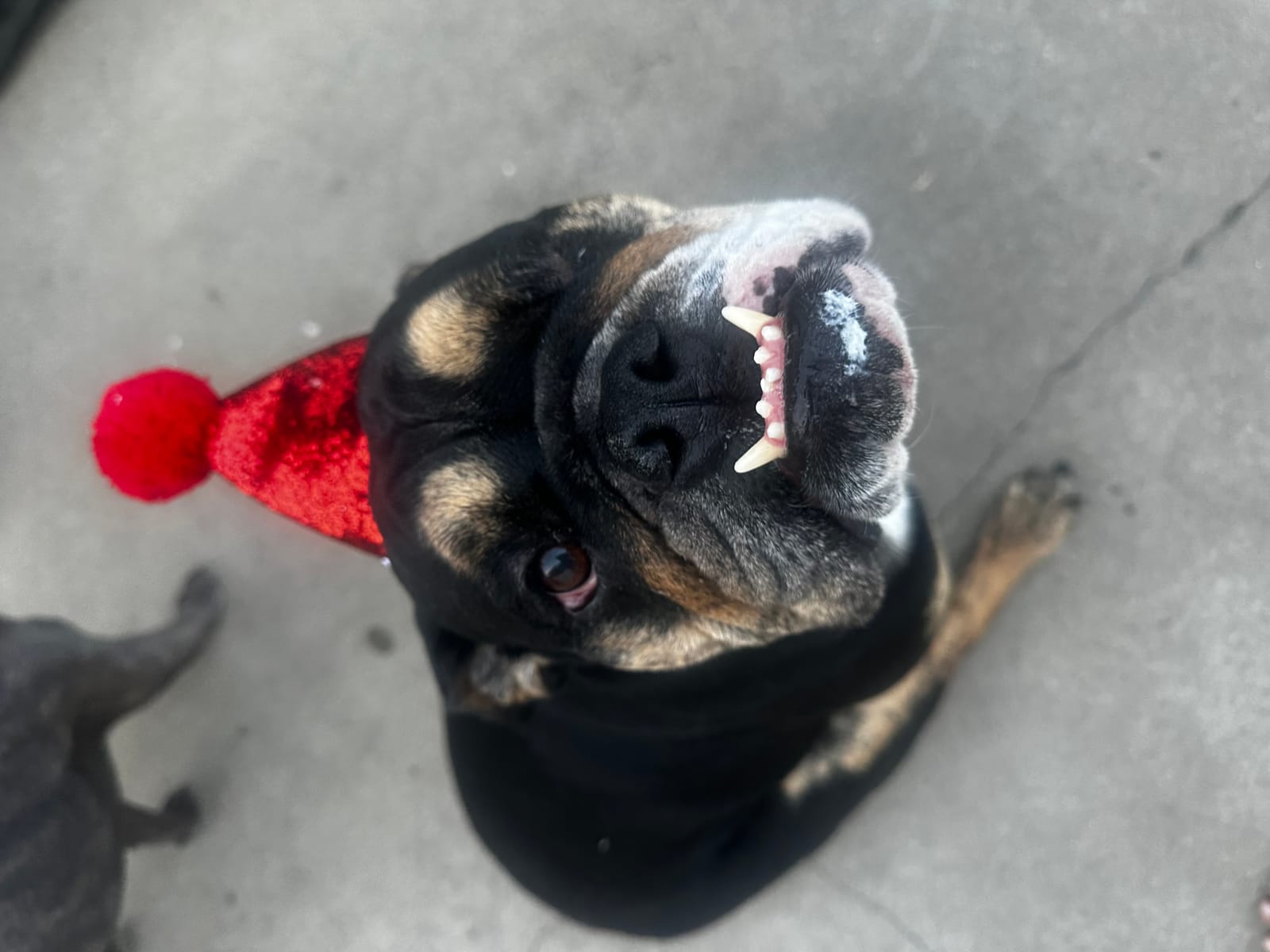 Petspiration Spotlight: Maui