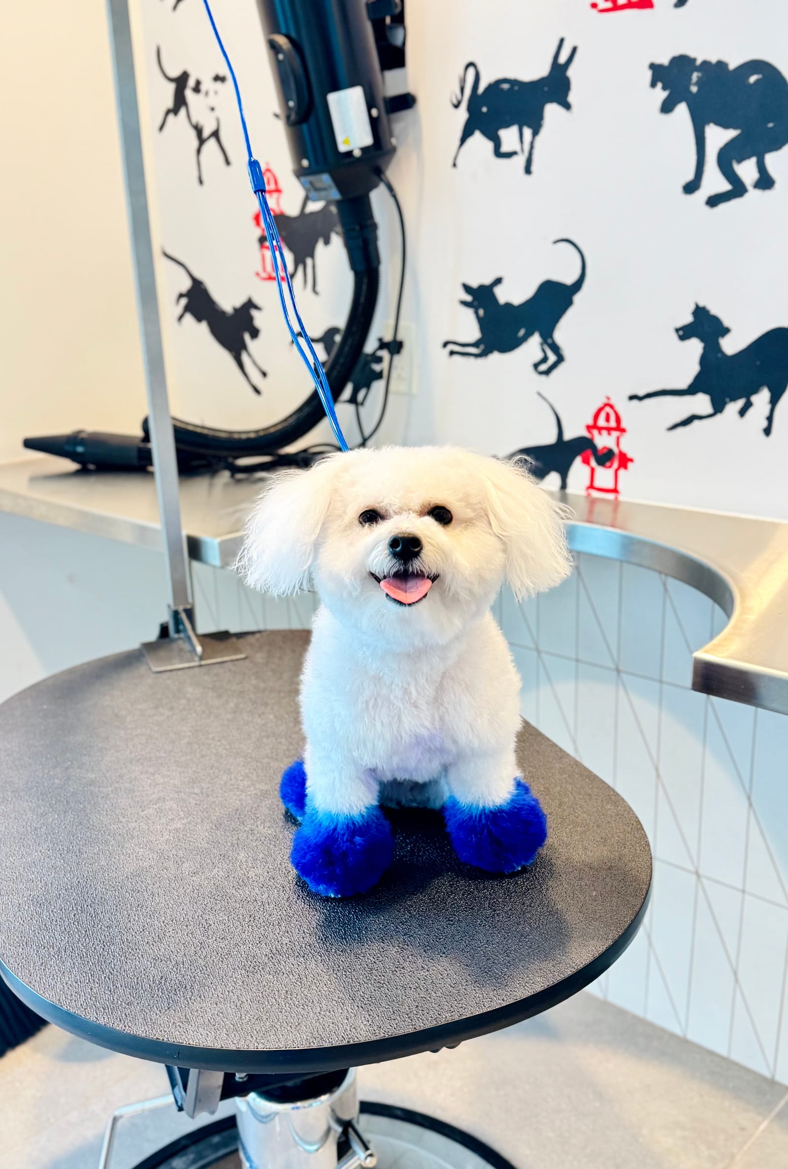 Petspiration Spotlight: Sir Blu