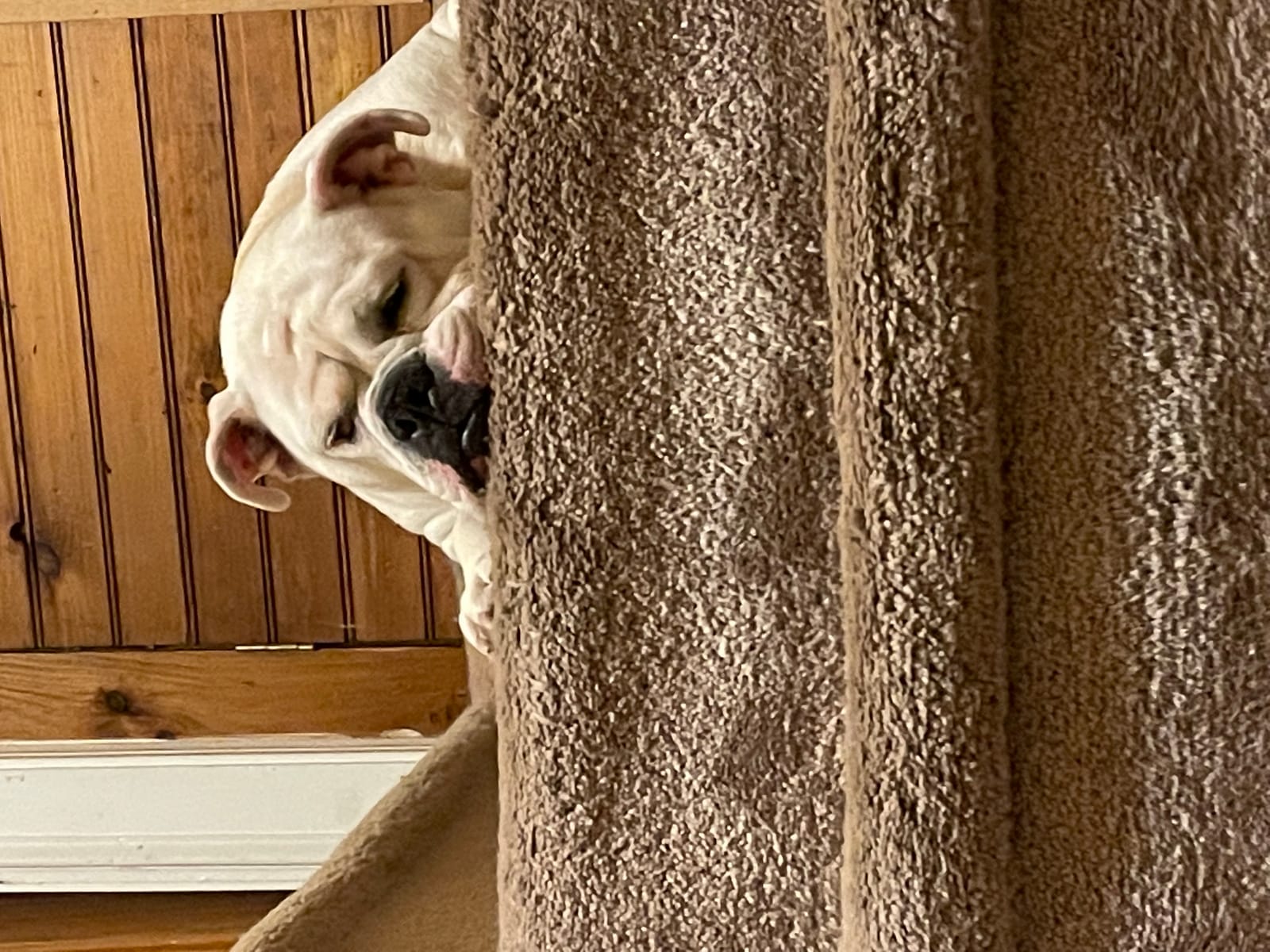 Petspiration Spotlight: Cool j