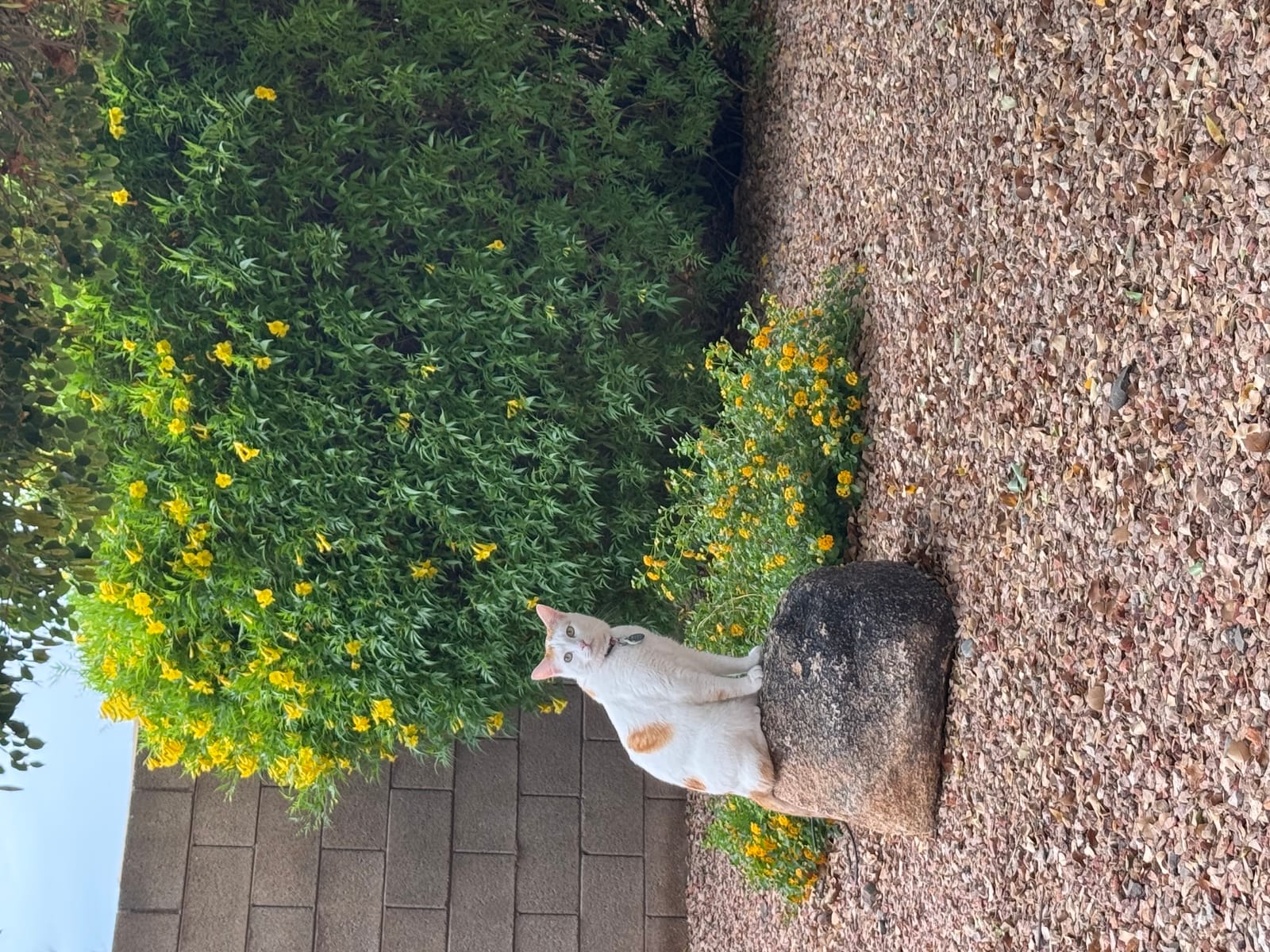 Petspiration Spotlight: Gus