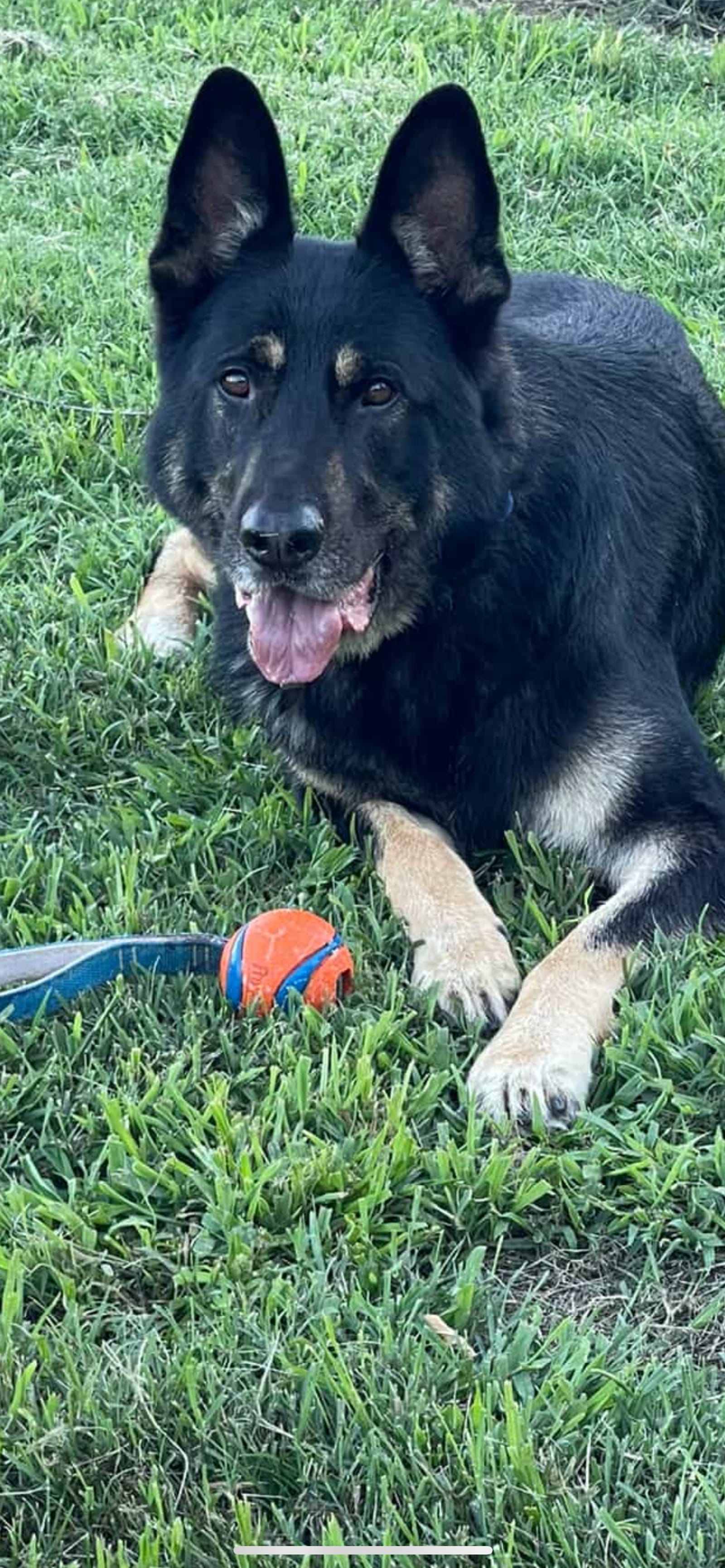 Petspiration Spotlight: Max