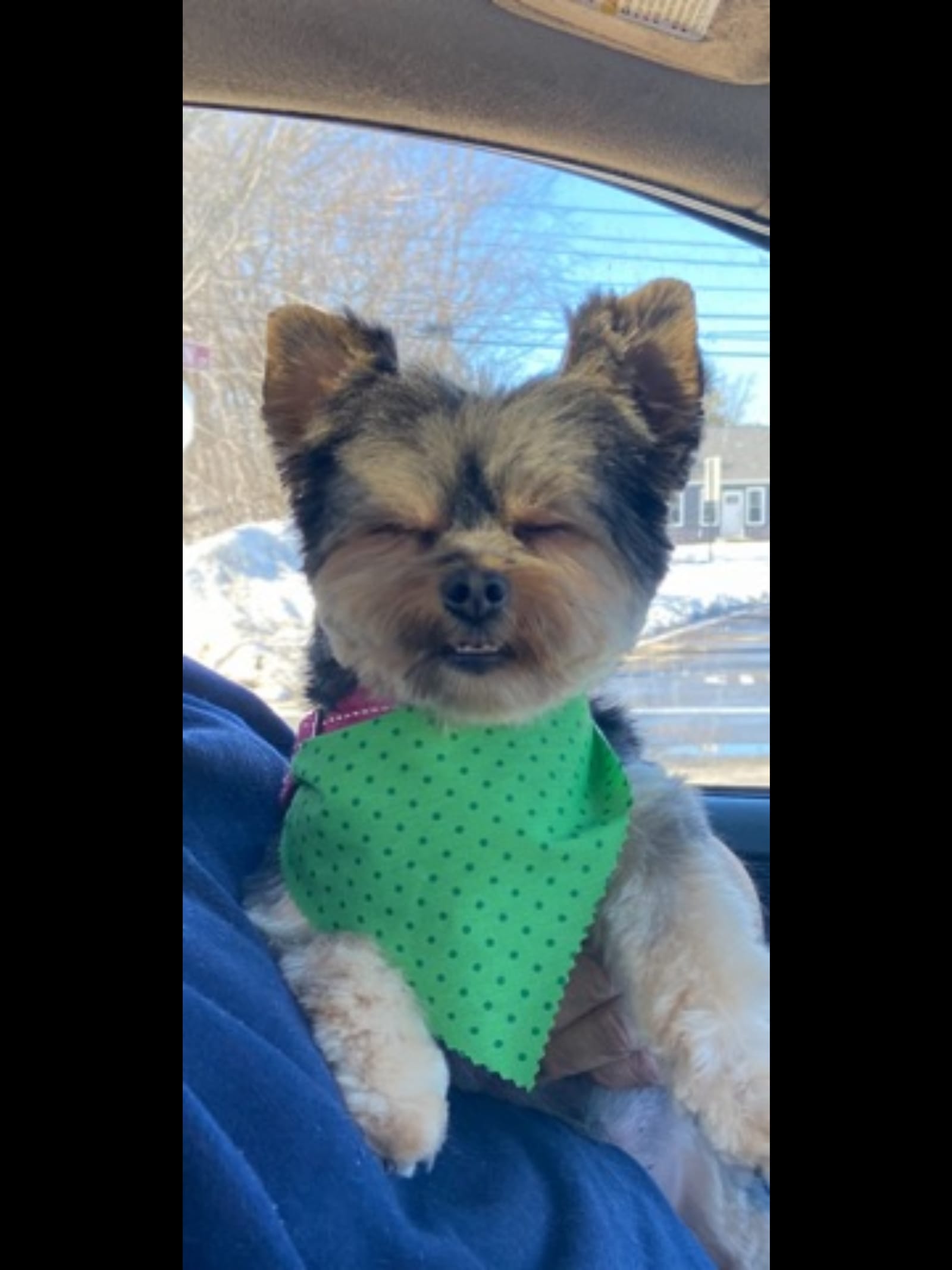 Petspiration Spotlight: Dahlia