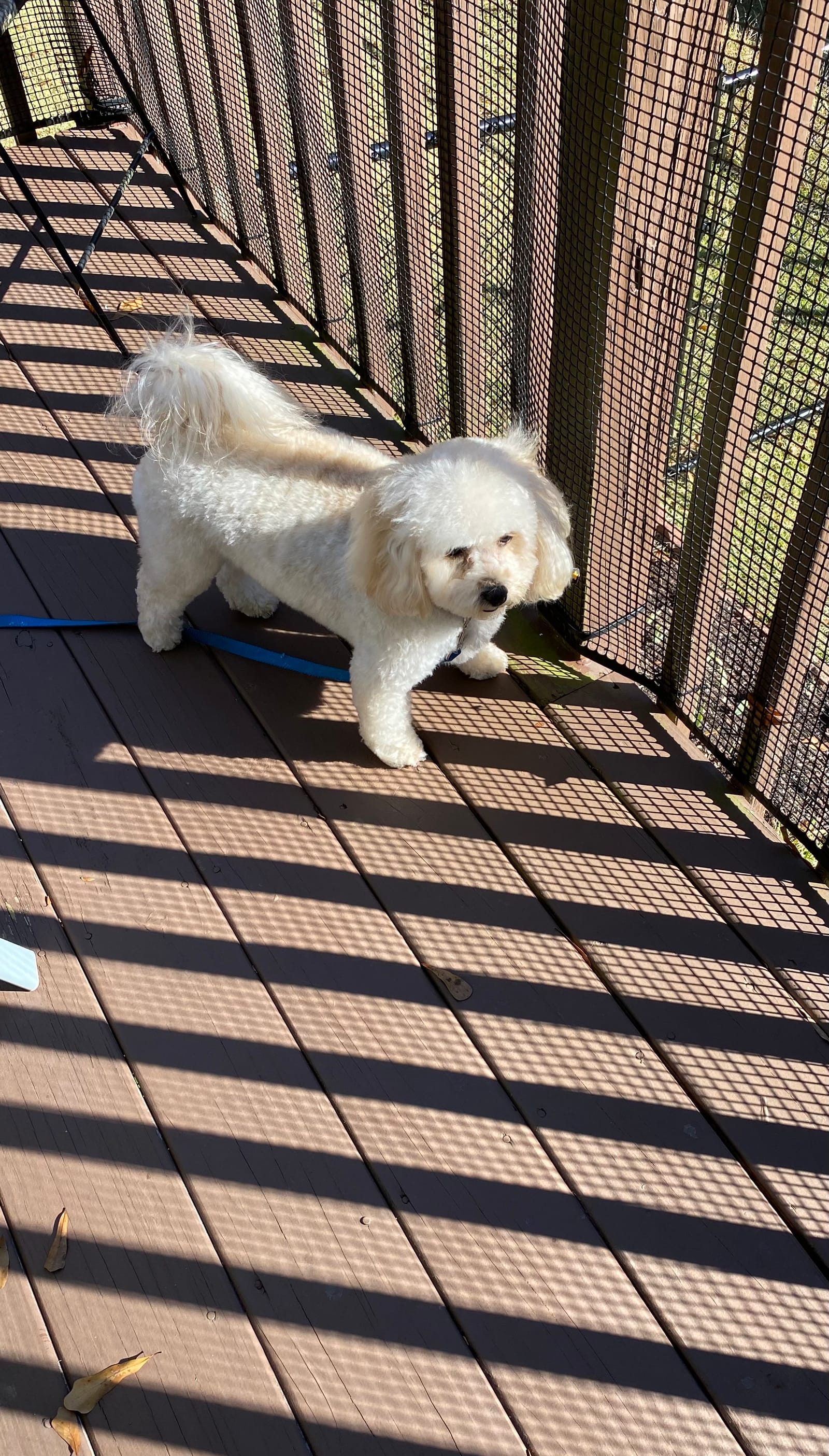 Petspiration Spotlight: Daisy