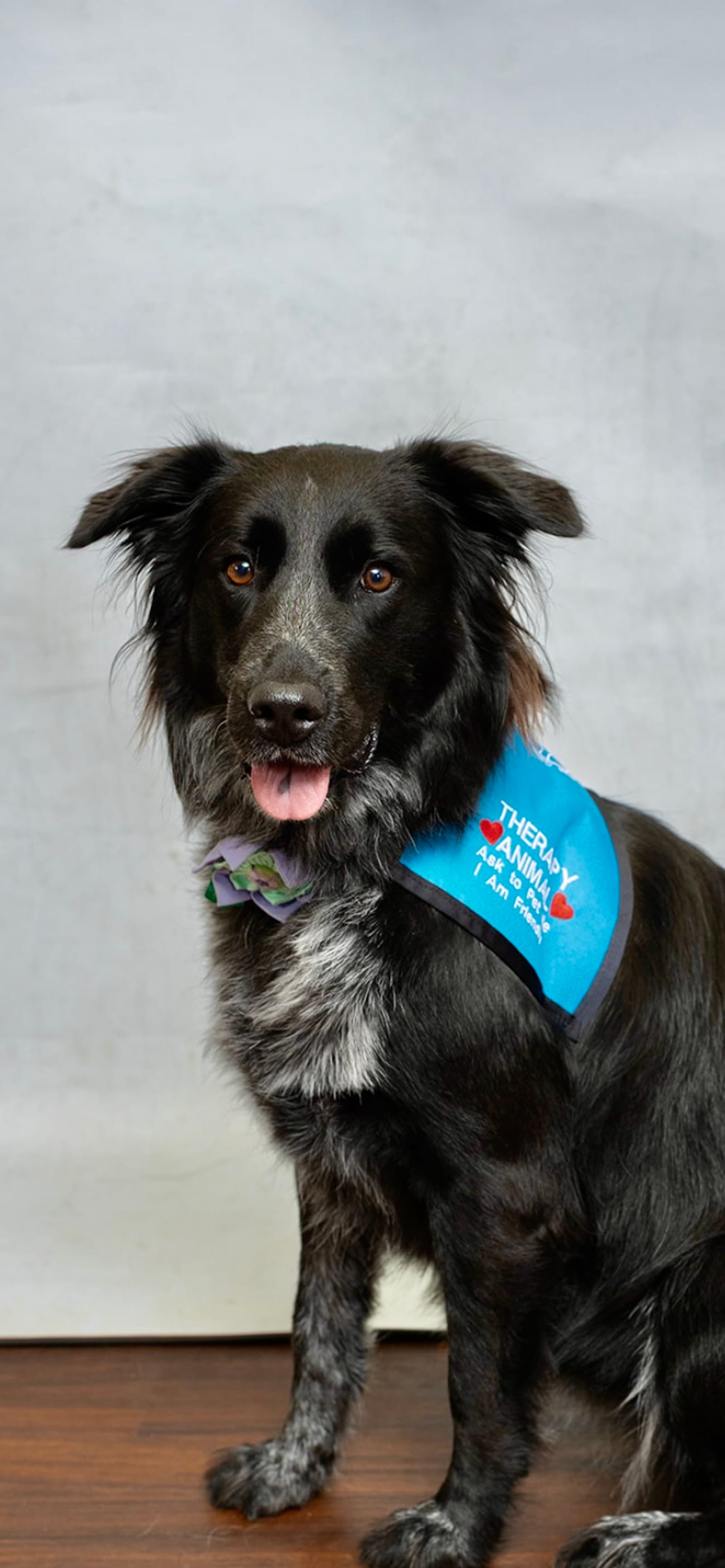 Petspiration Spotlight: Daisy