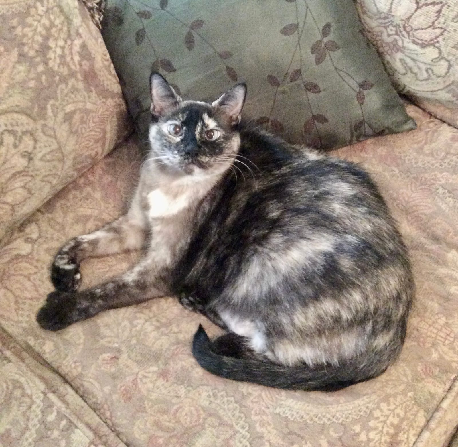 Petspiration Spotlight: Daisy