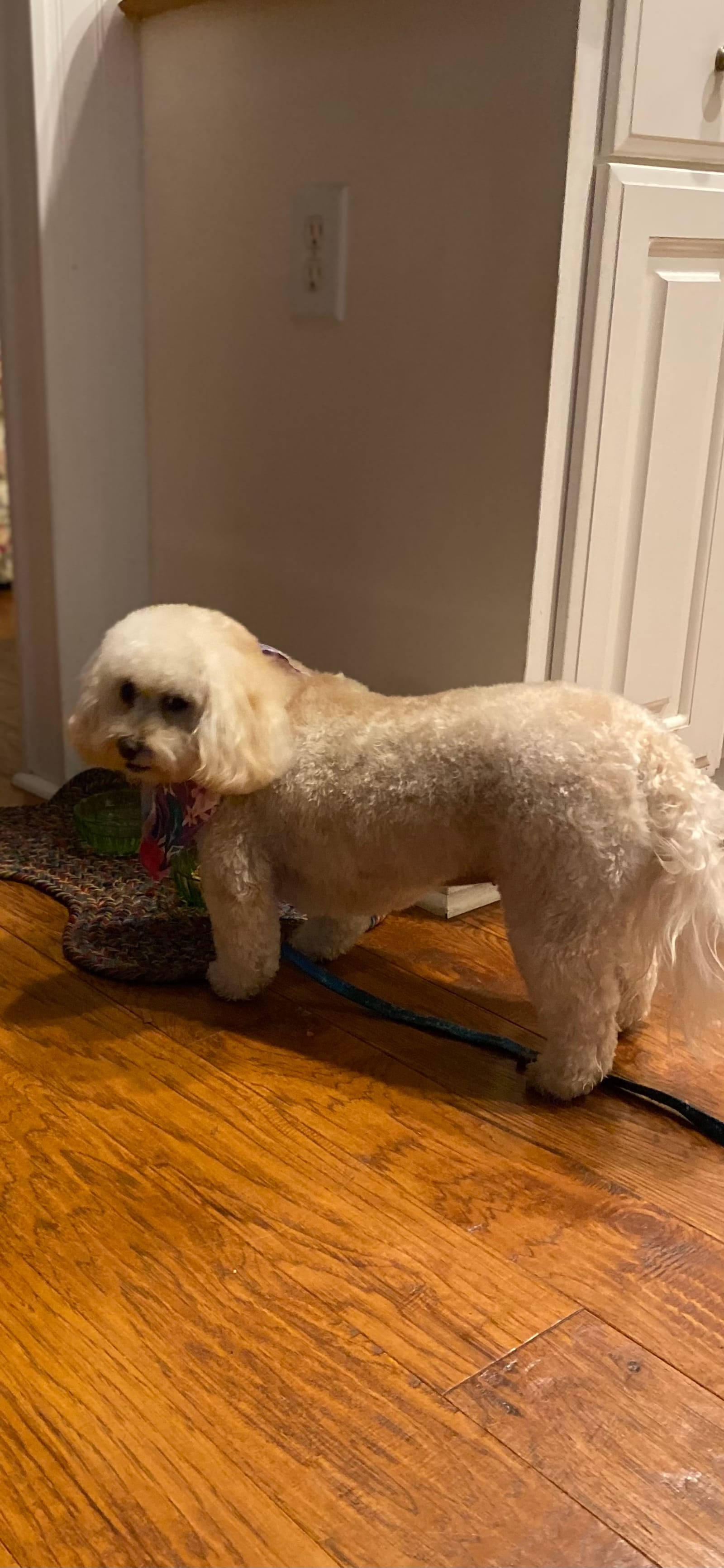 Petspiration Spotlight: Daisy