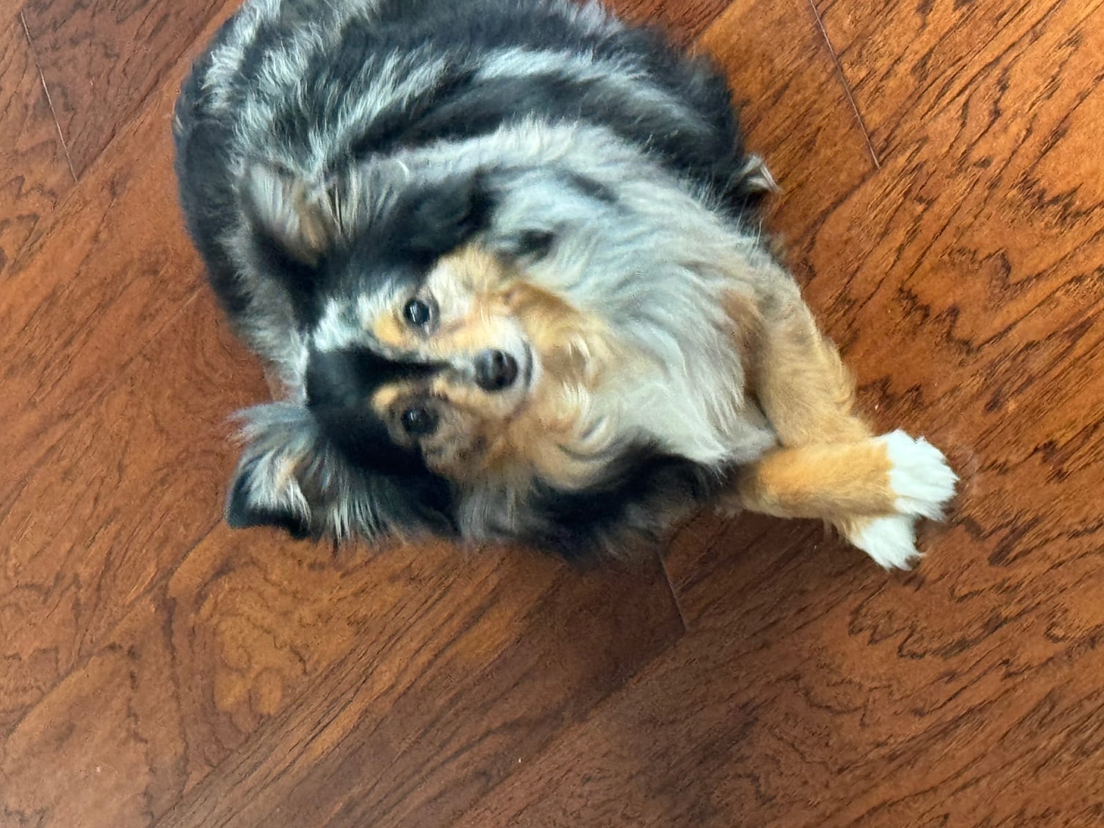 Petspiration Spotlight: Daisy