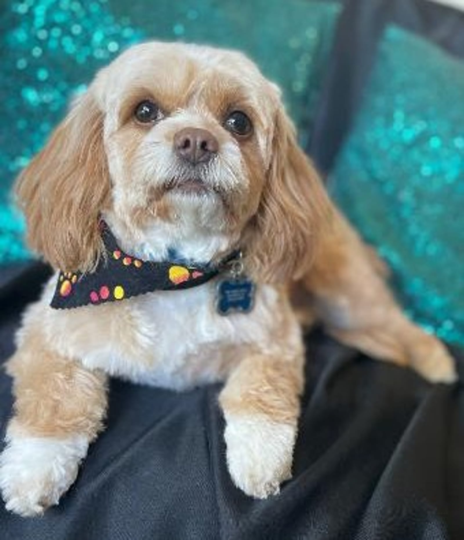Petspiration Spotlight: Daisy