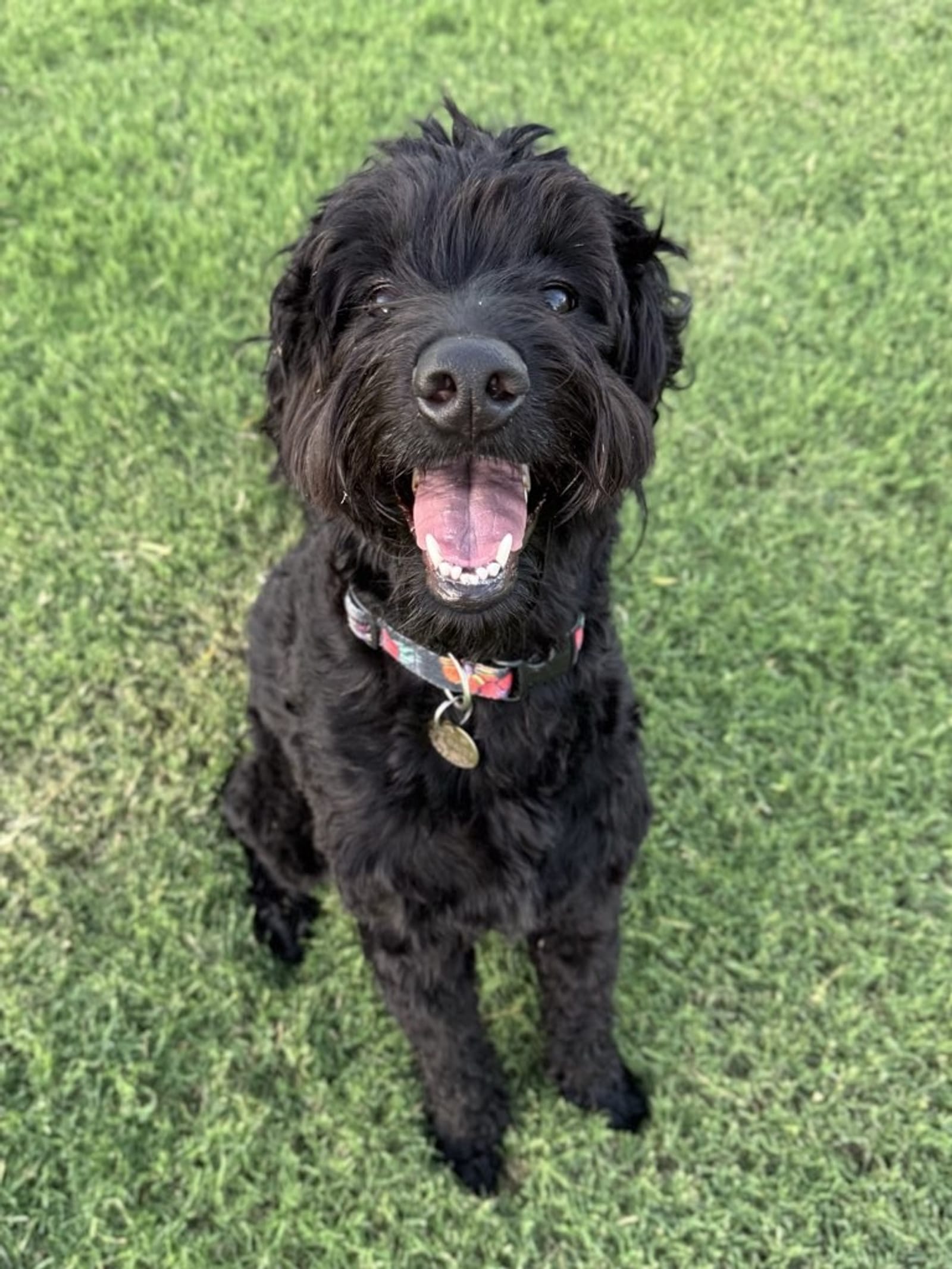 Petspiration Spotlight: Daisy