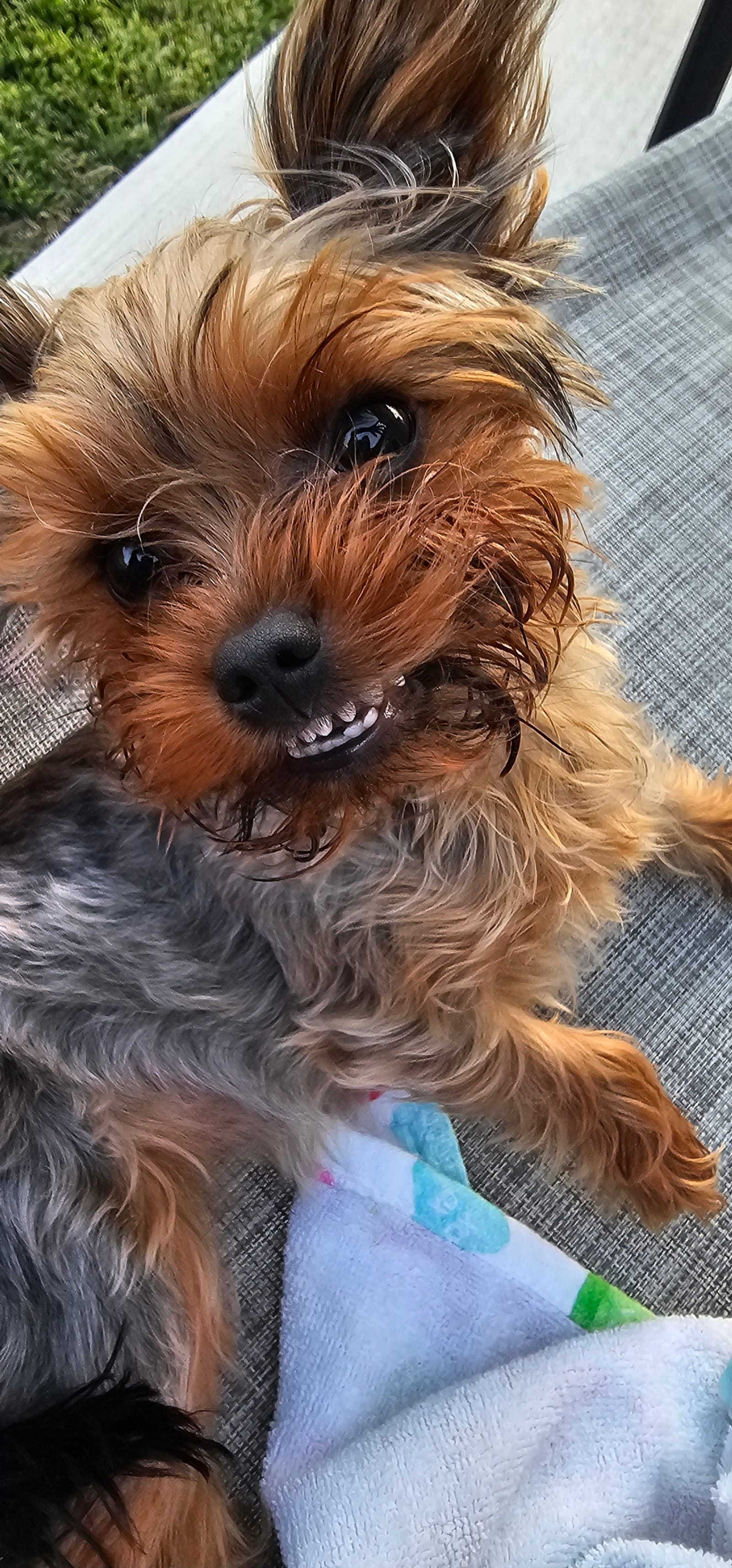 Petspiration Spotlight: Daisy