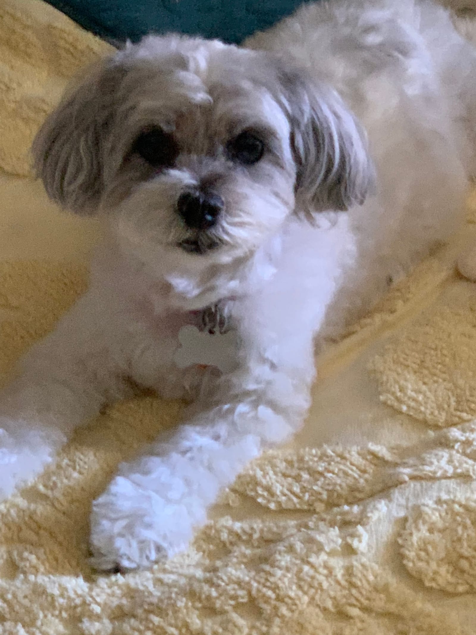 Petspiration Spotlight: Daisy Mae