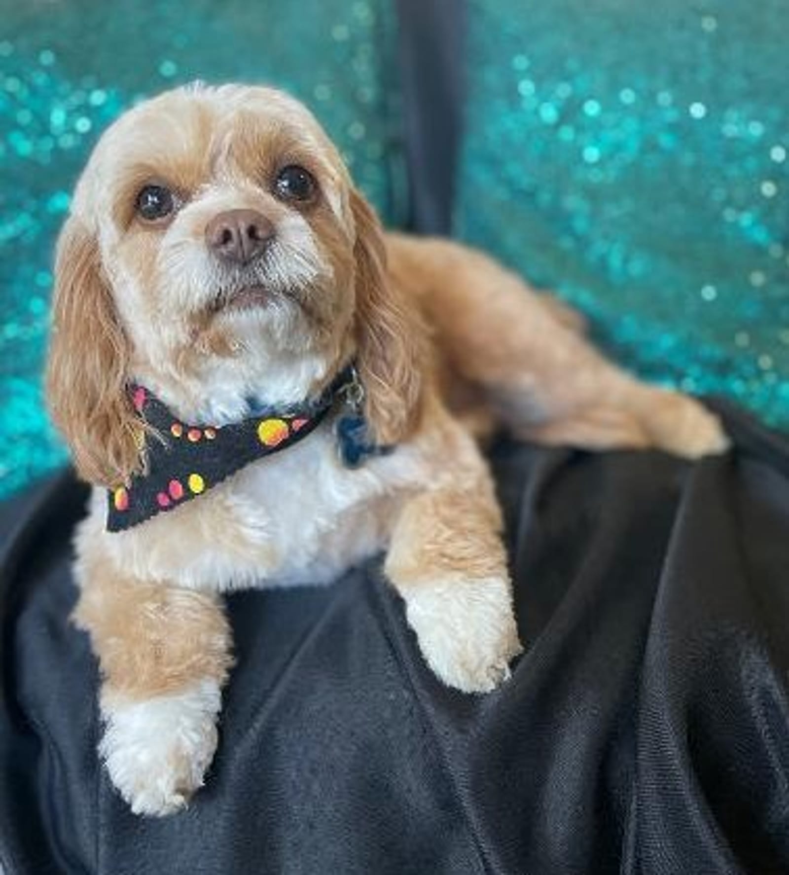 Petspiration Spotlight: Daisy Fuentes