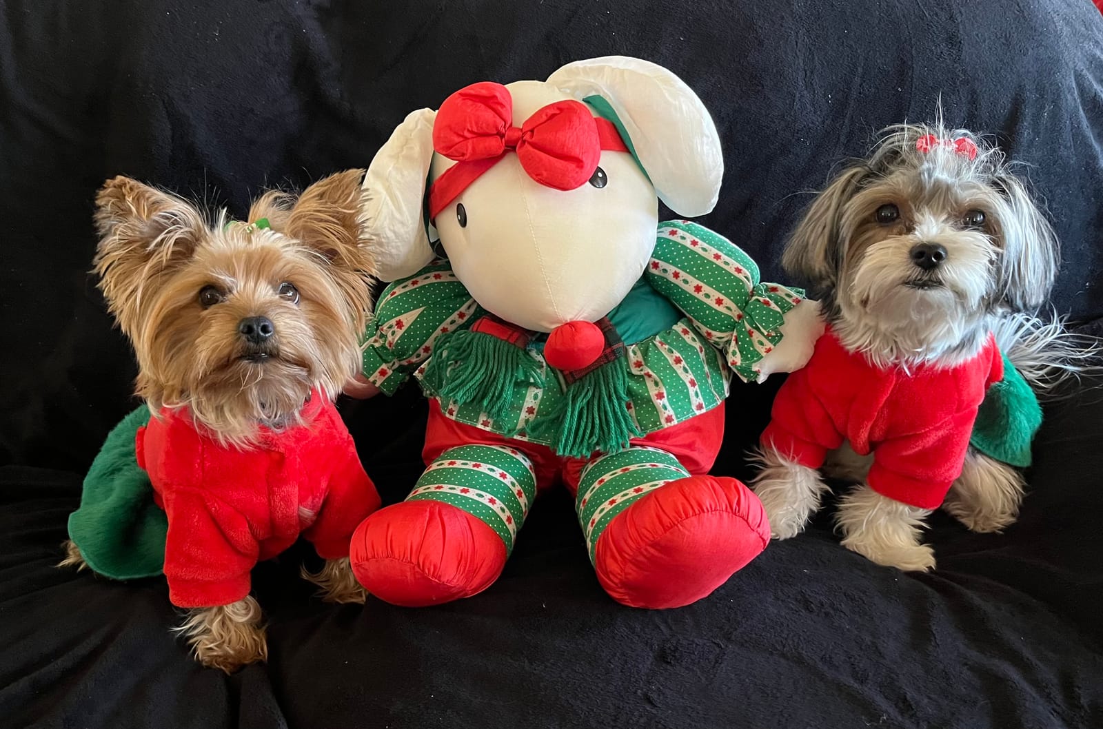 Petspiration Spotlight: Daisy & Gracie