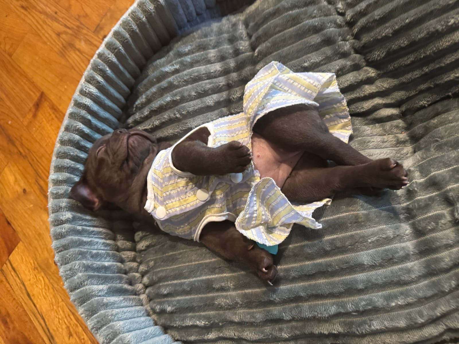 Petspiration Spotlight: Daisy  Lee Quinn