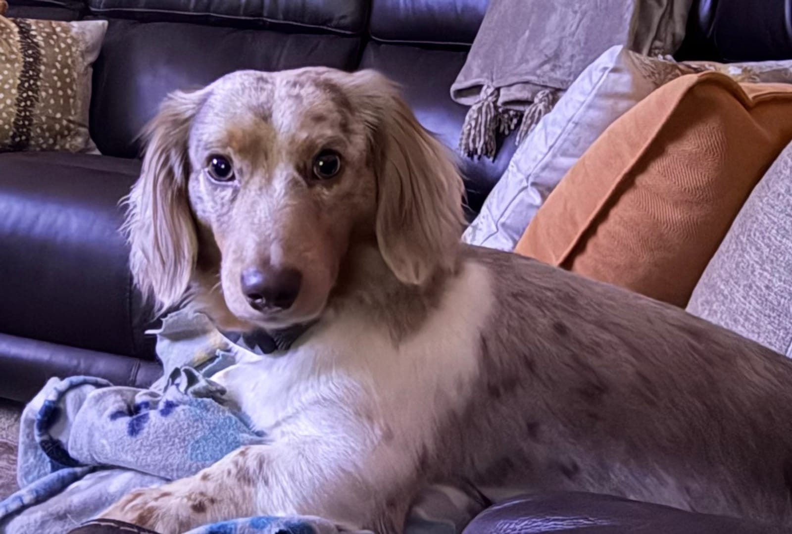 Petspiration Spotlight: Dallas