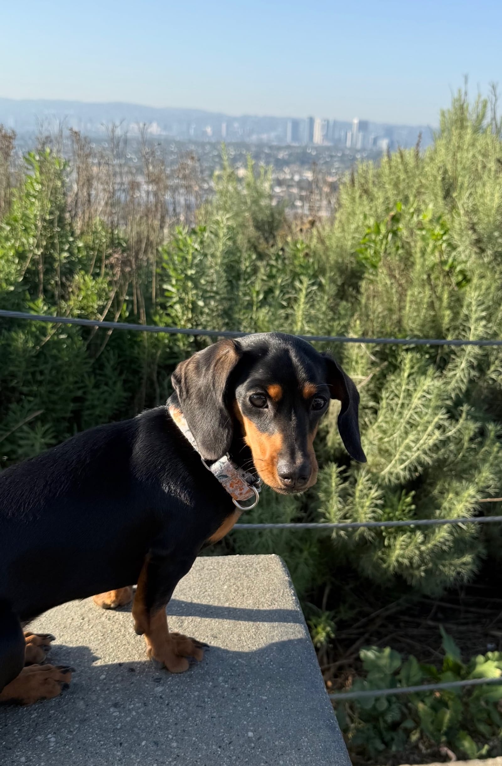 Petspiration Spotlight: Dannie