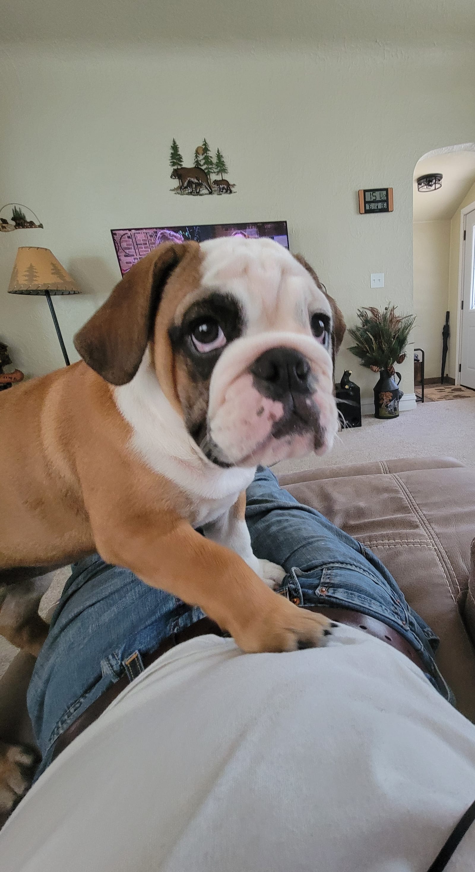 Petspiration Spotlight: Daphne