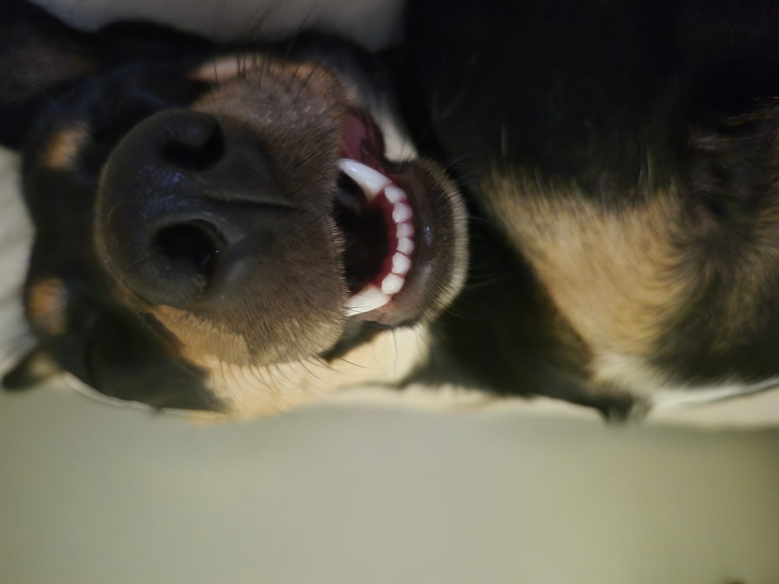 Petspiration Spotlight: Daphne