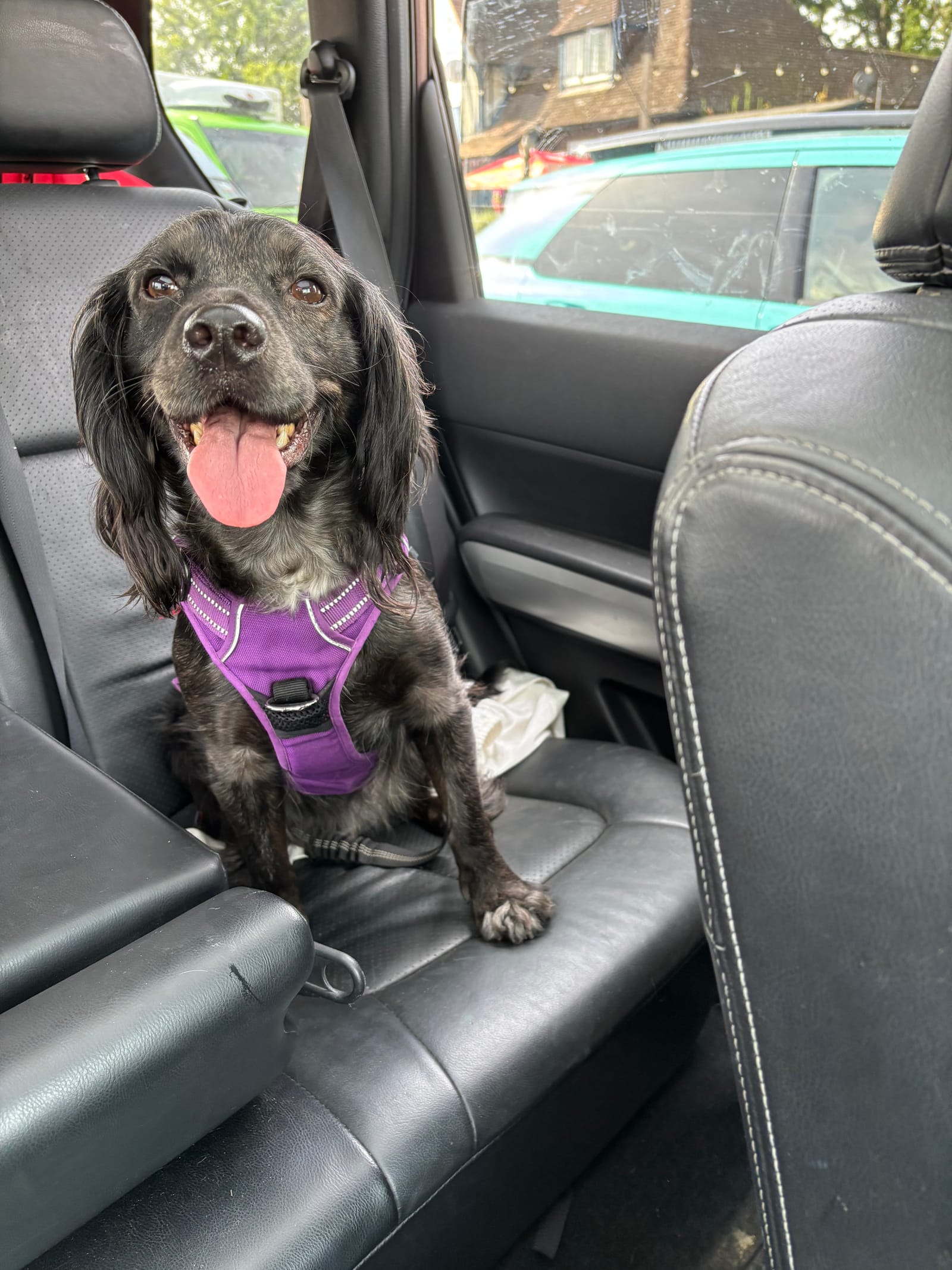 Petspiration Spotlight: Darcy