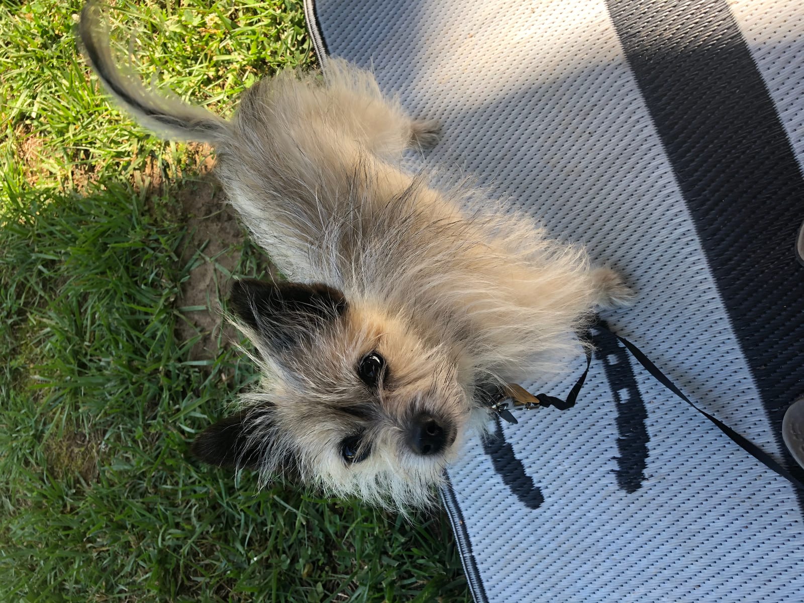 Petspiration Spotlight: Bama