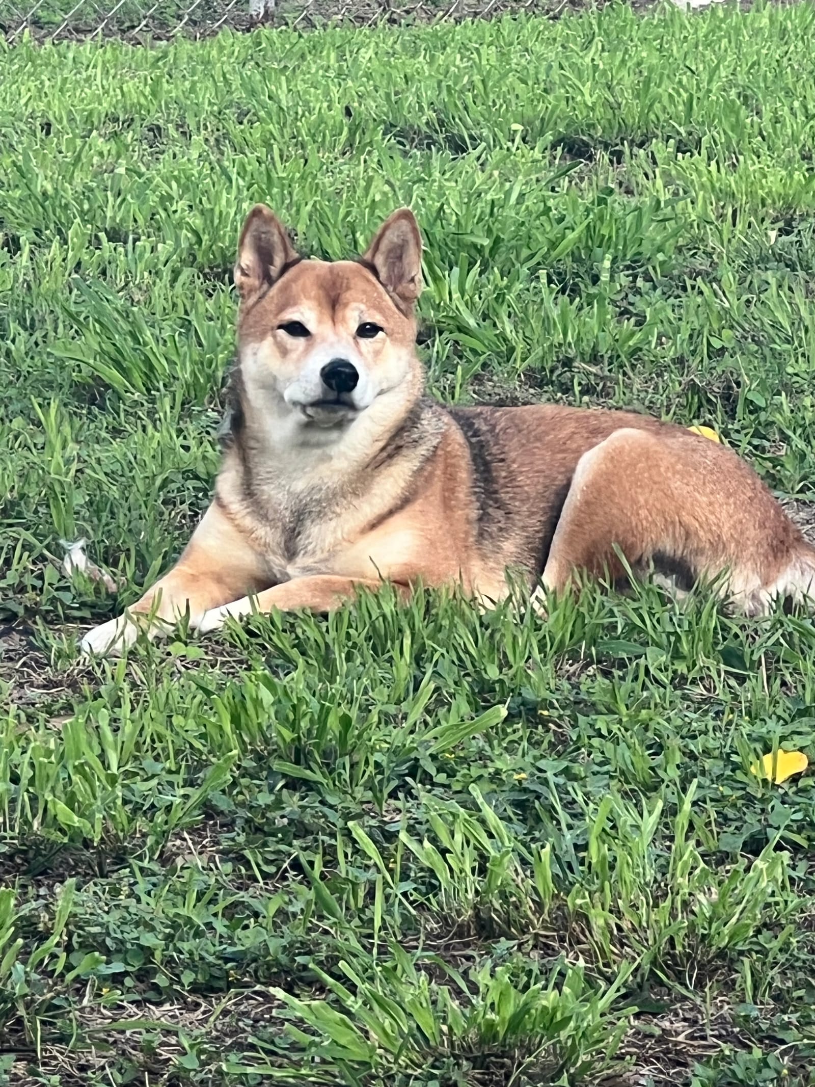 Petspiration Spotlight: Arya