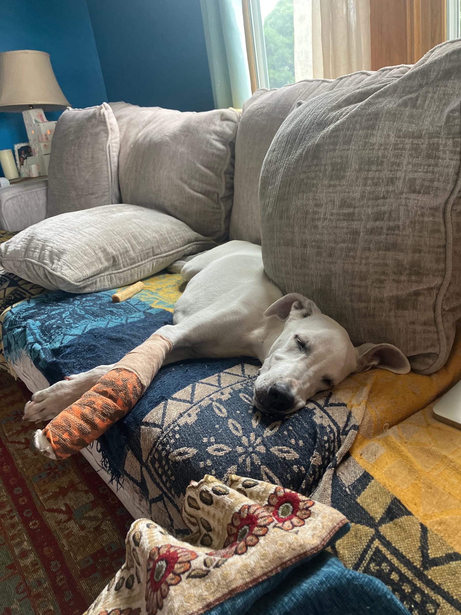 Petspiration Spotlight: Jack E Lee