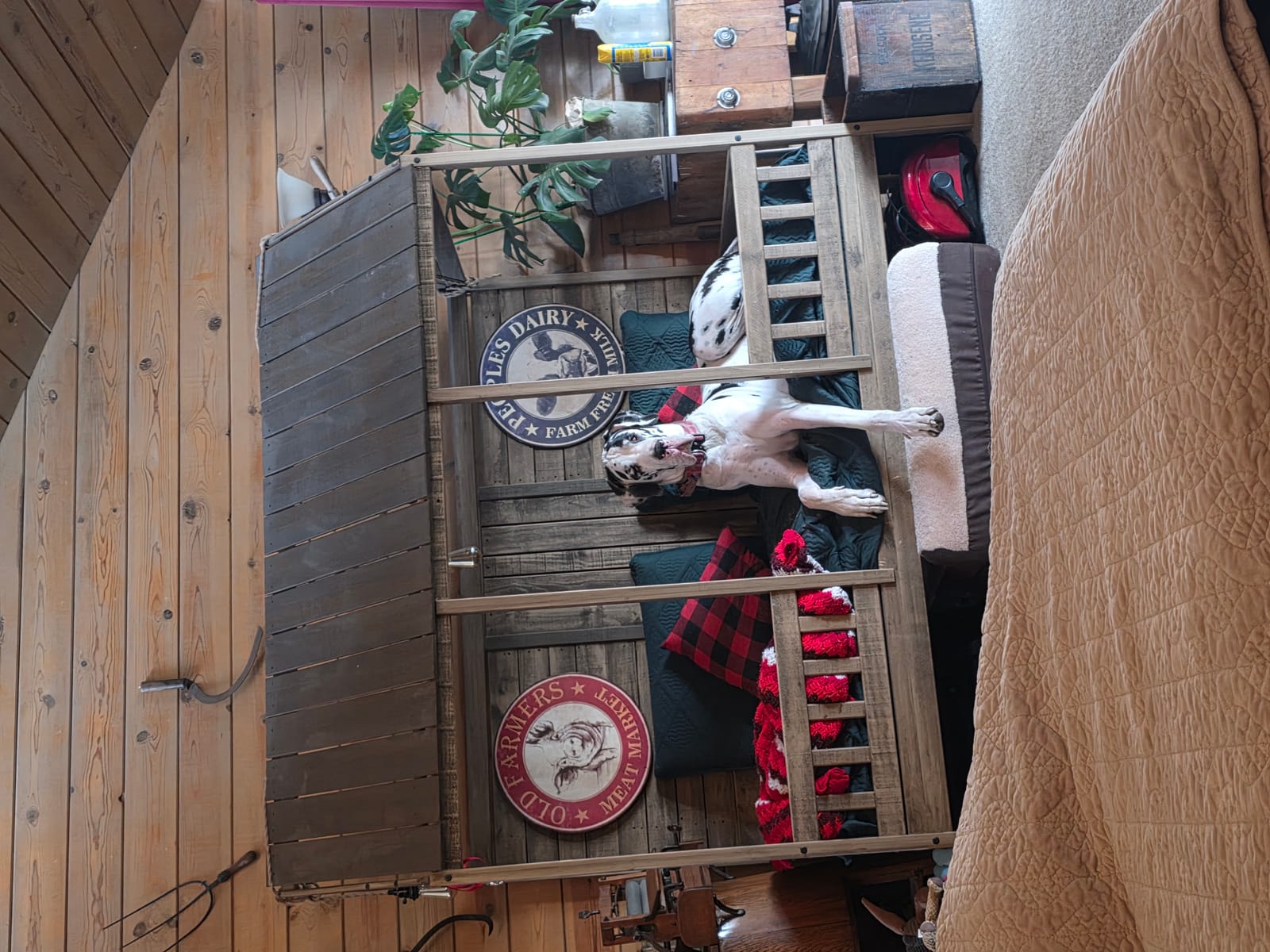 Petspiration Spotlight: Moo