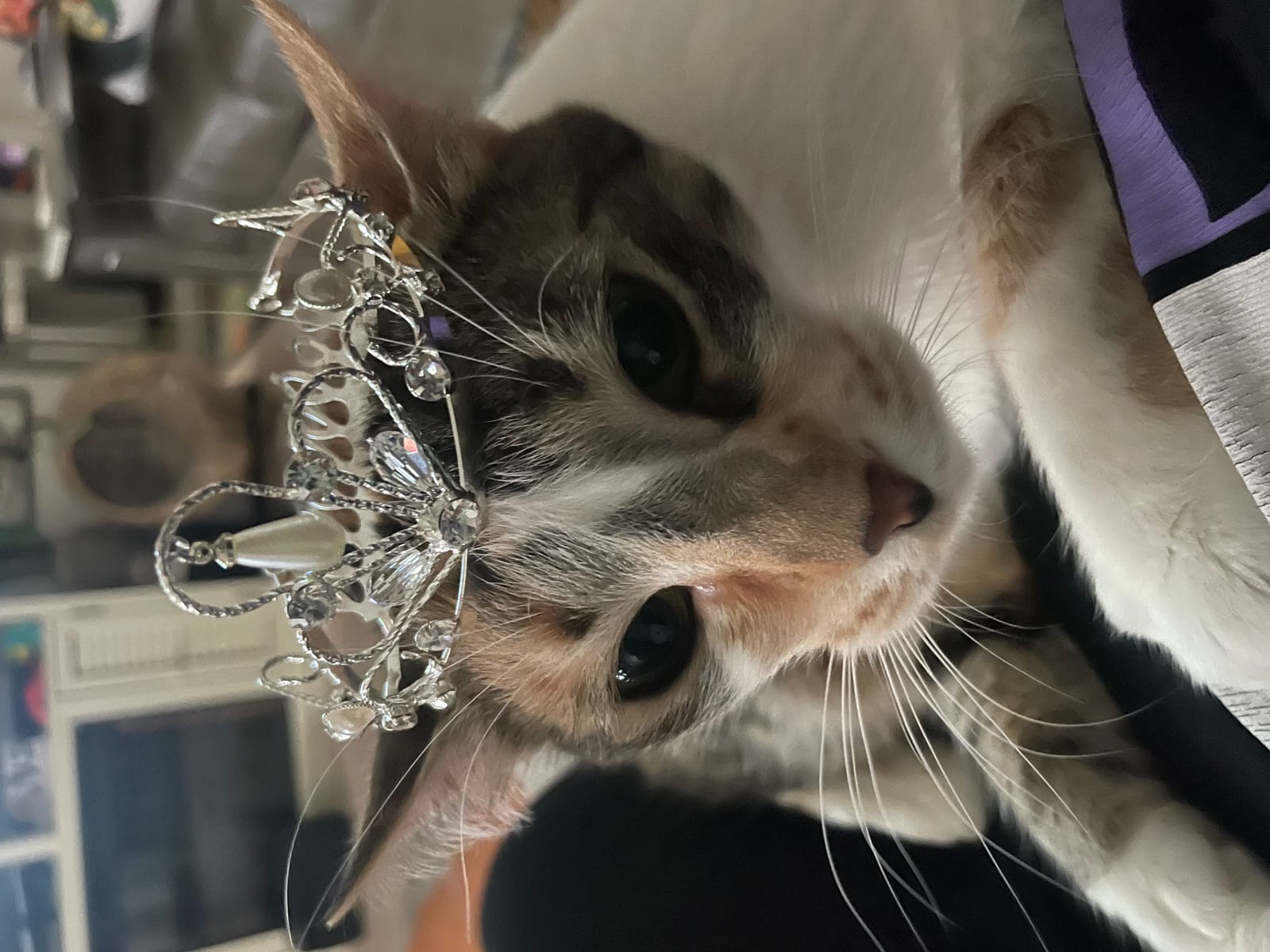 Petspiration Spotlight: Delianna