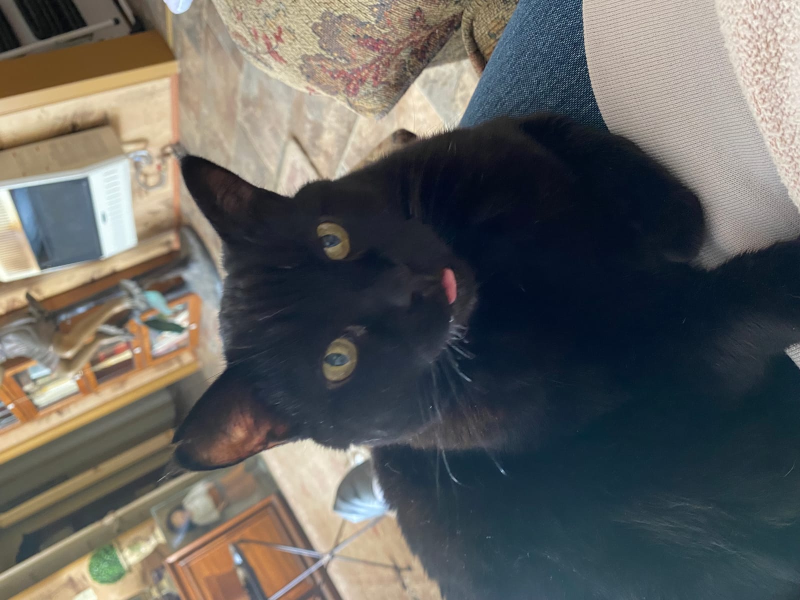 Petspiration Spotlight: Delilah