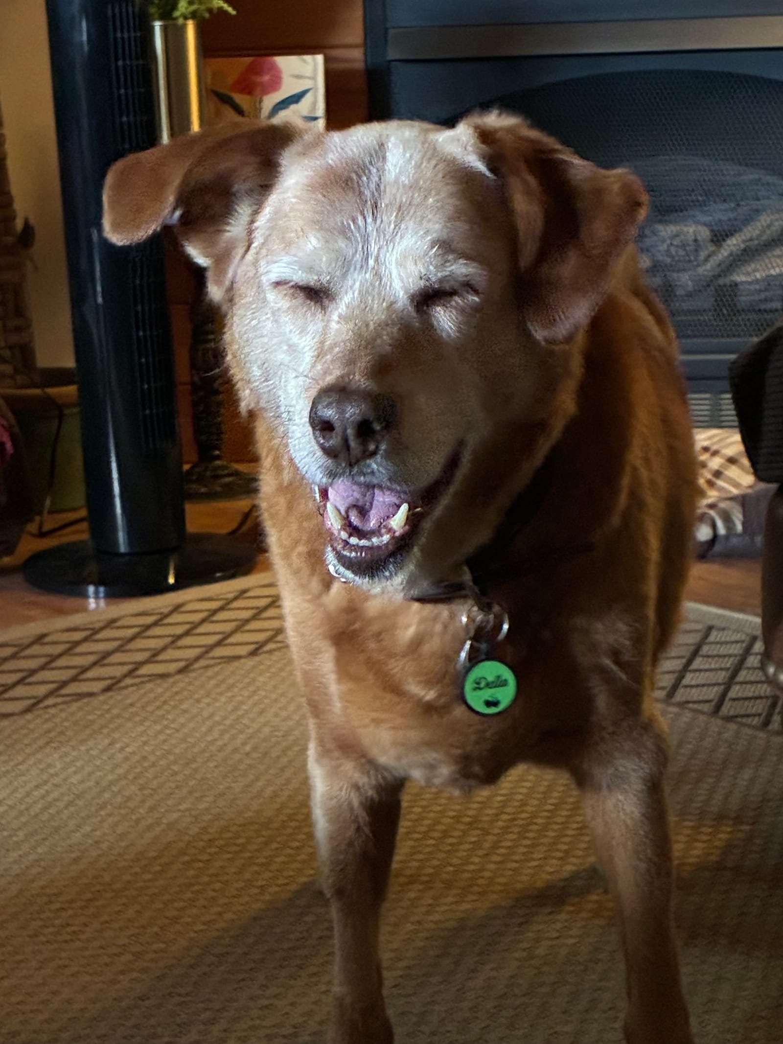Petspiration Spotlight: Della