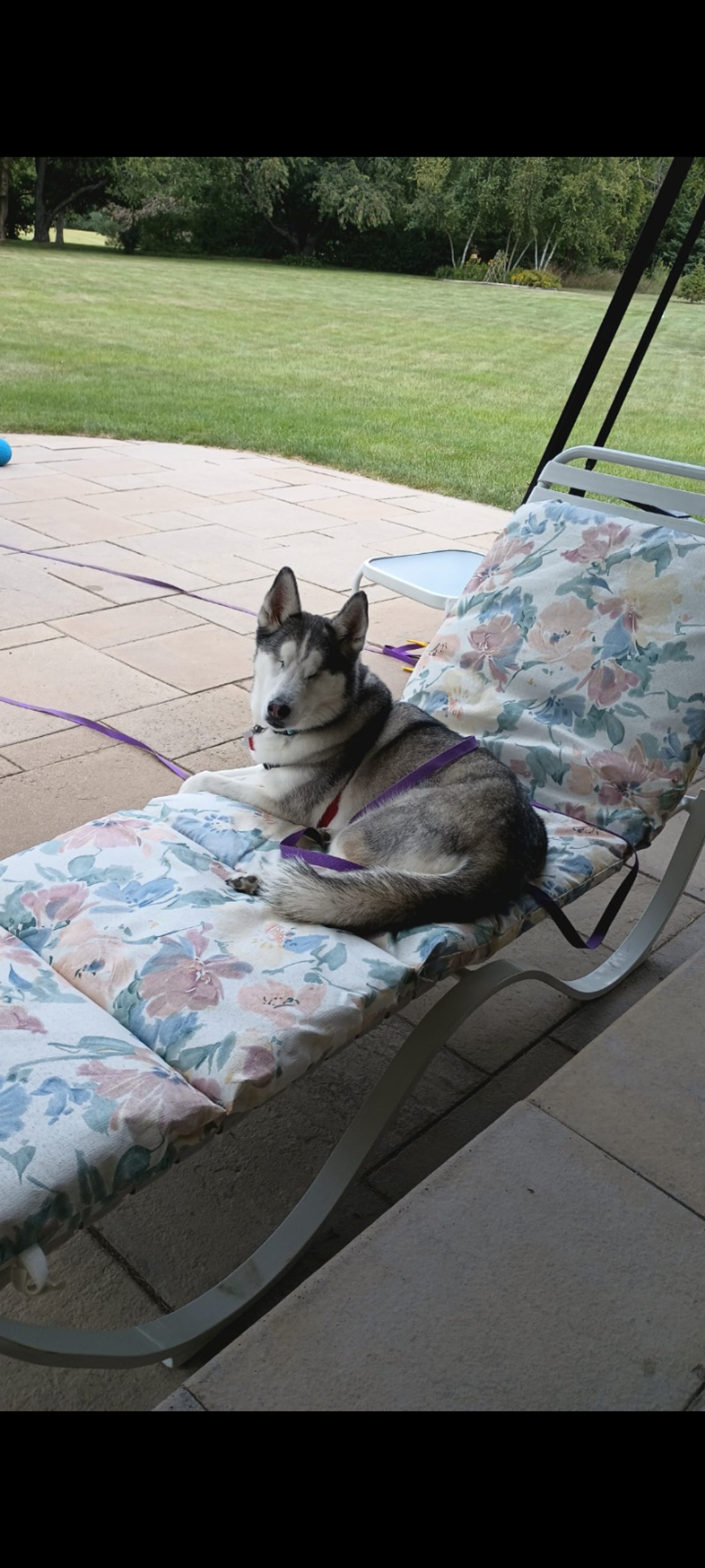 Petspiration Spotlight: Denali