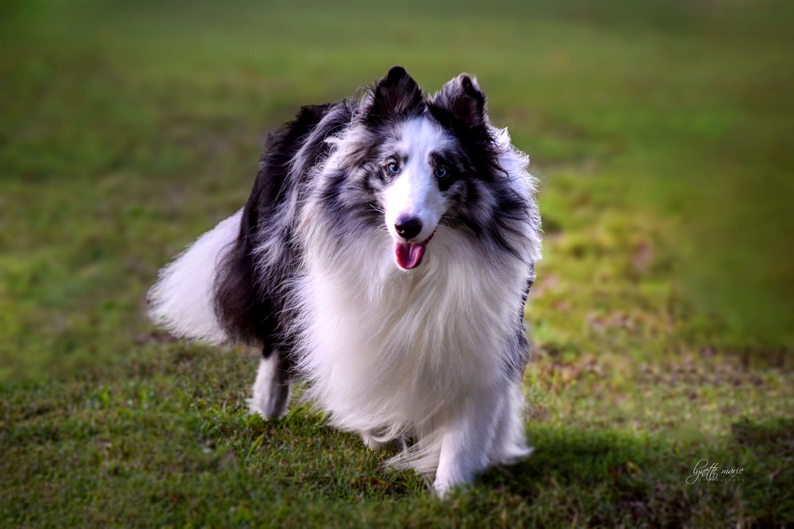 Petspiration Spotlight: Deuce