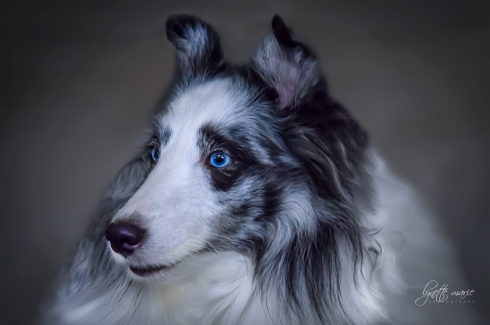 Petspiration Spotlight: Deuce