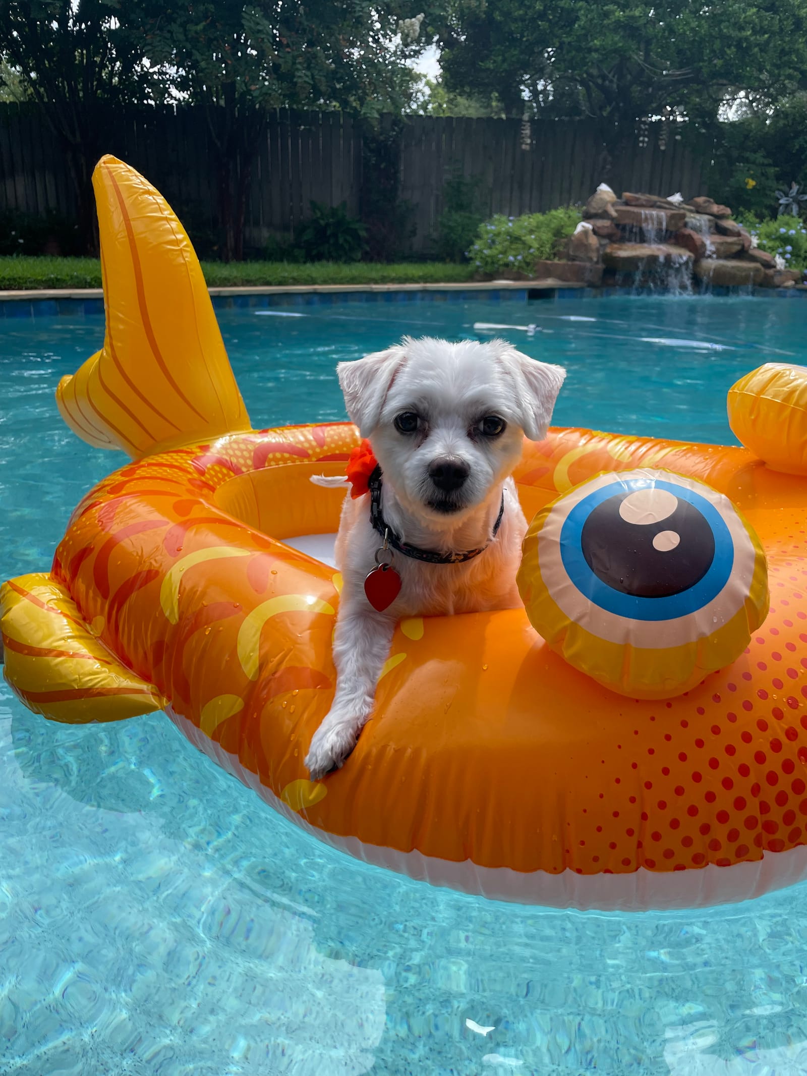 Petspiration Spotlight: Dezzy
