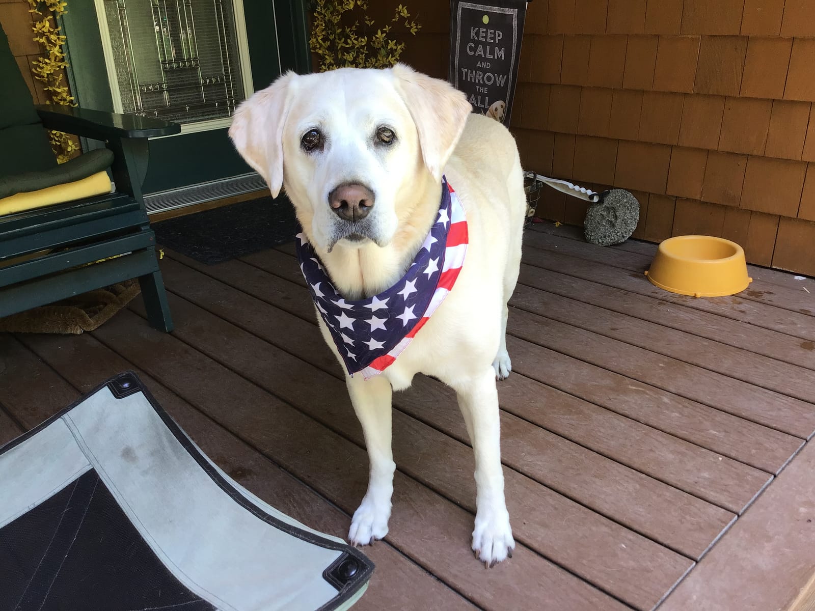 Petspiration Spotlight: Bree