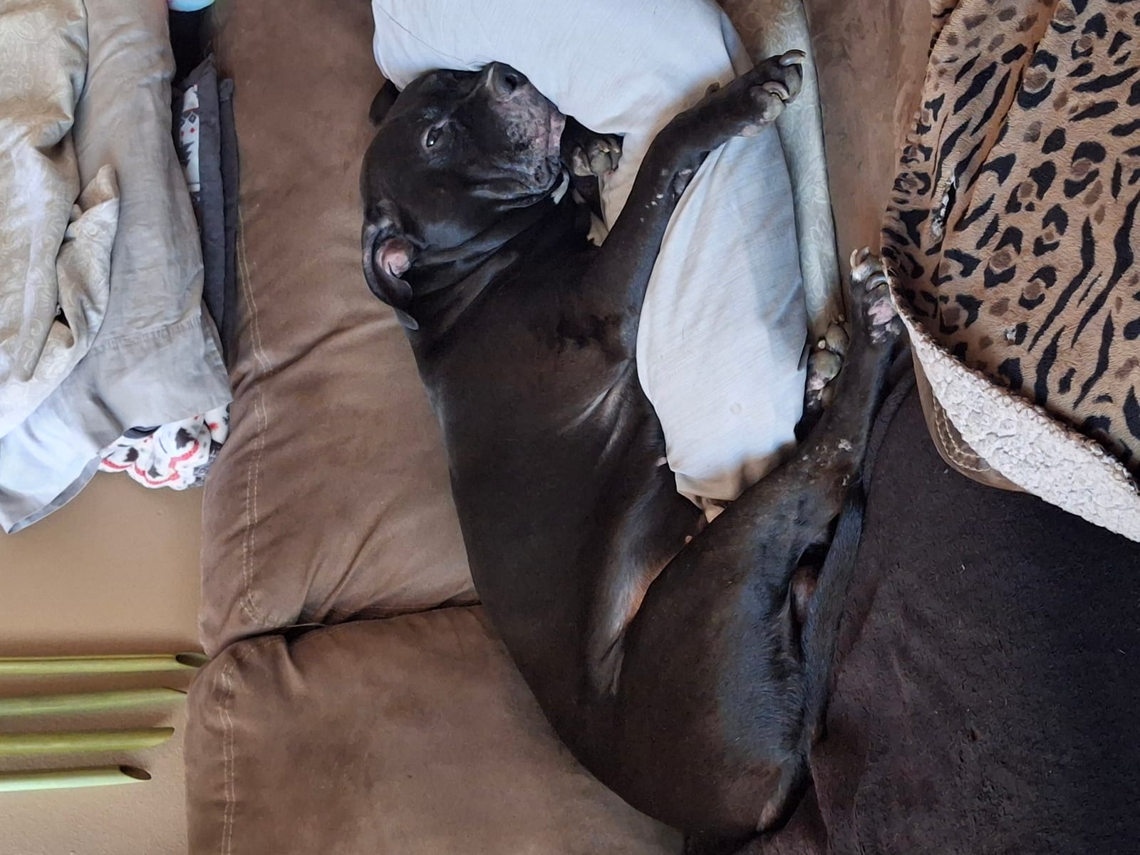 Petspiration Spotlight: Diesel
