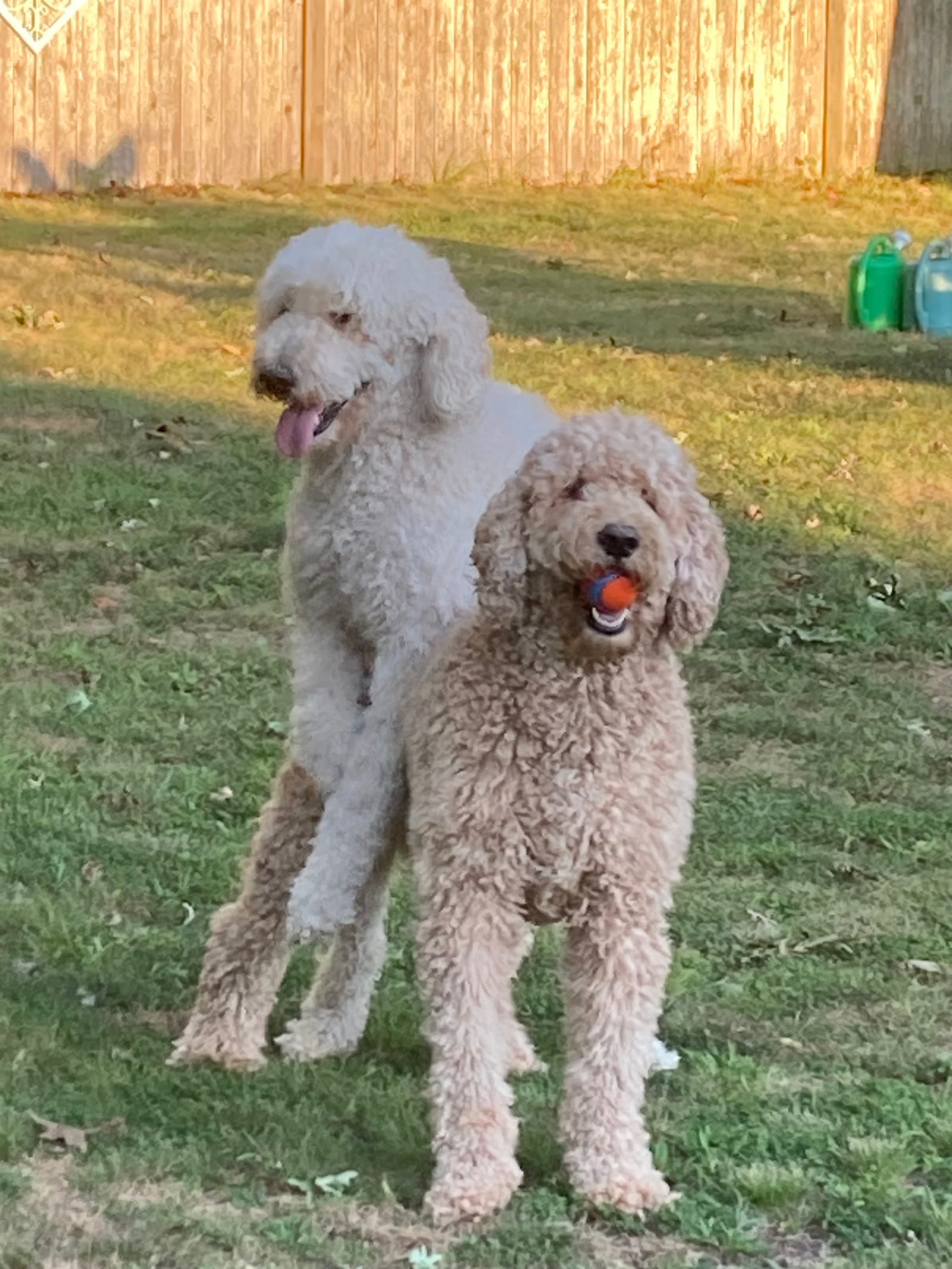 Petspiration Spotlight: Ruby and Dixie