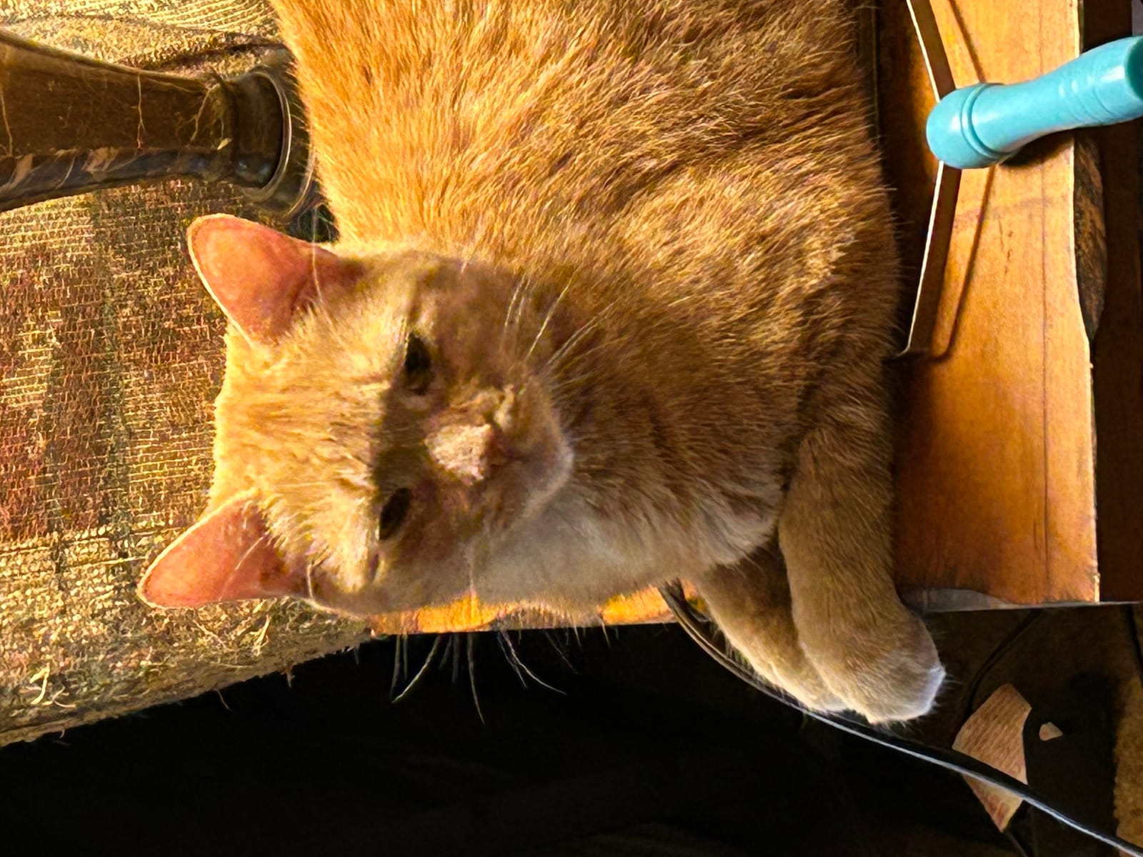 Petspiration Spotlight: Doddle