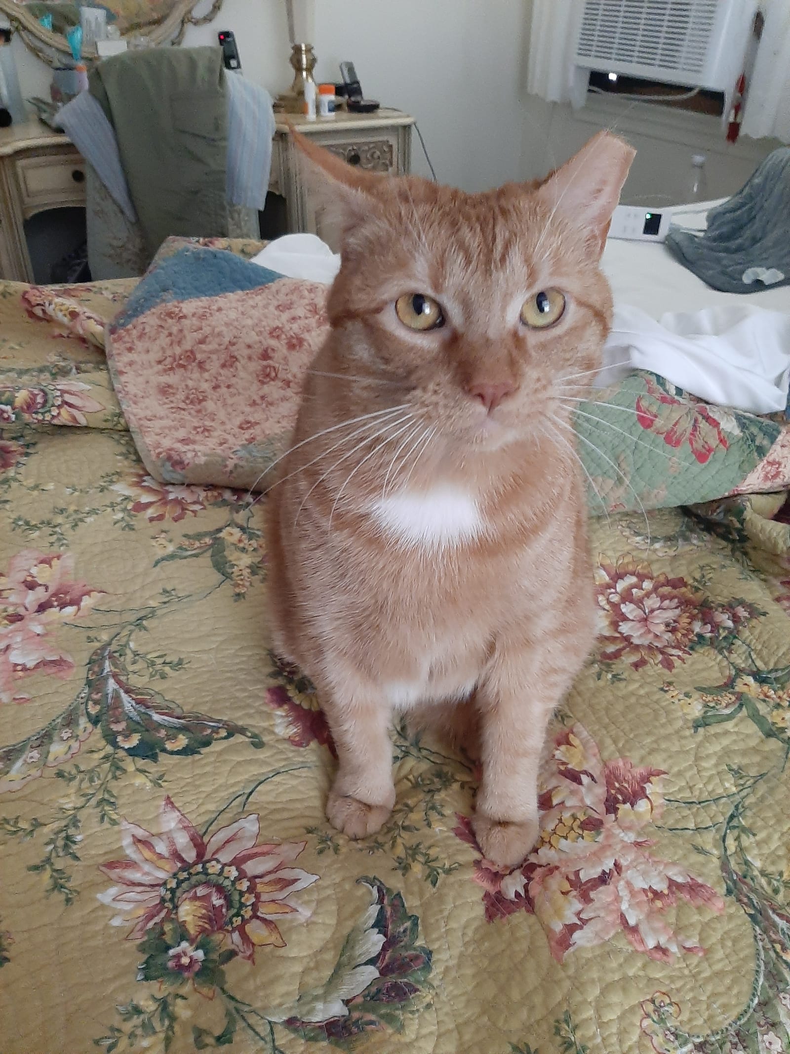 Petspiration Spotlight: Dolly